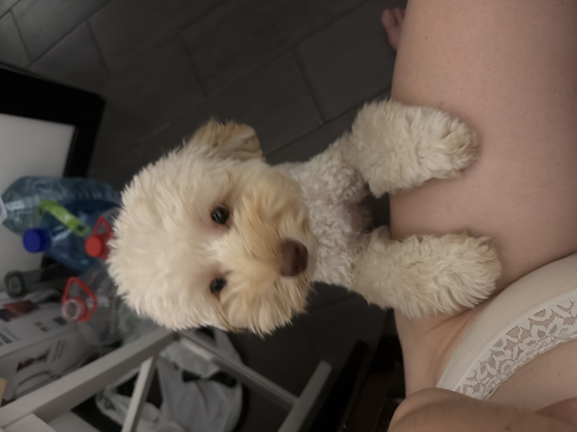 A light-colored poodle mix dog with dark eyes and a brown nose rests its front paws on a person's upper thigh. The dog's fur is curly and somewhat shaggy. The person is wearing white lace underwear, and their skin is visible. In the background, various objects are present, including large plastic bottles, a white chair or stand, and what appears to be a grey tiled floor. The scene is indoors, with artificial lighting. There is no information in the image that specifies a location in Bila Tserkva, Ukraine.