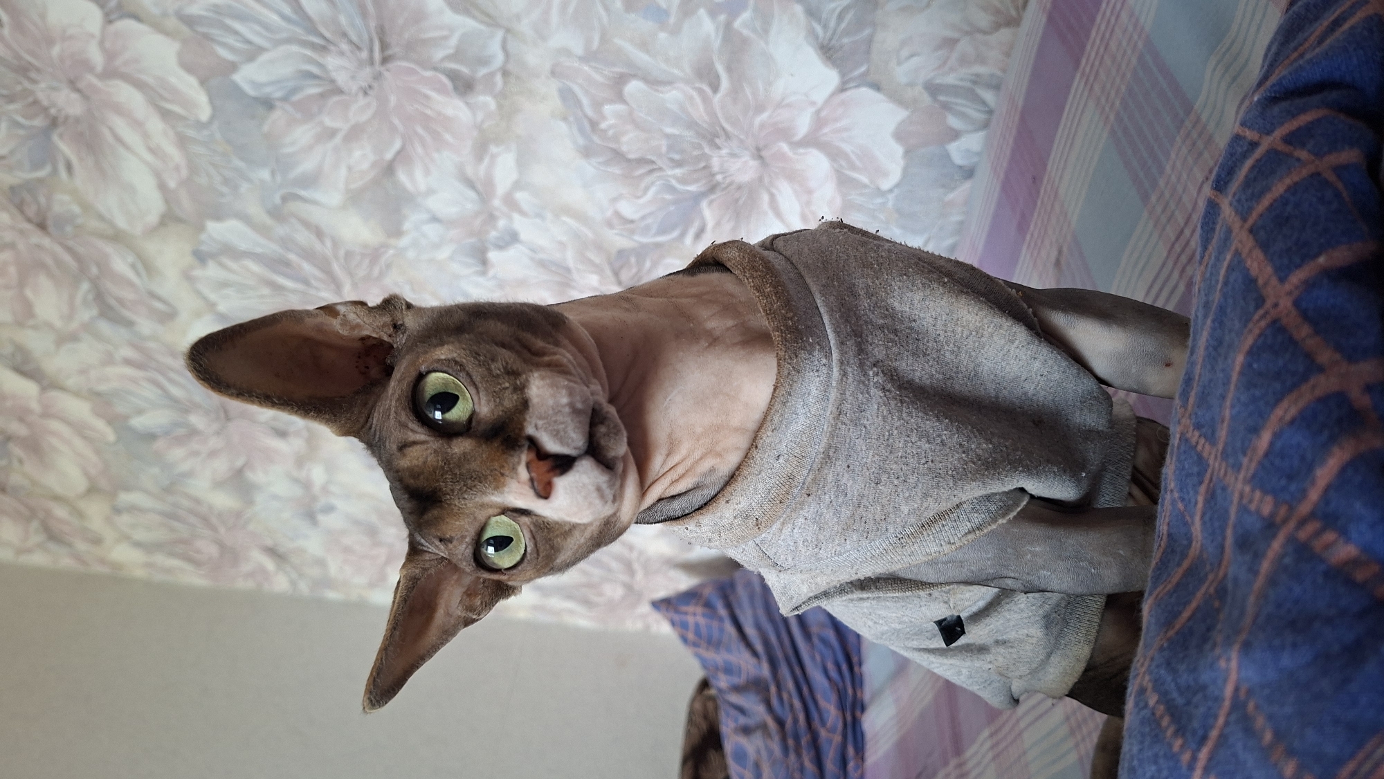 A brown Sphynx cat wearing a grey sweater is in an indoor setting. The cat is looking directly at the camera with large, green eyes. The background consists of floral patterned wallpaper and a blue plaid blanket or comforter. The cat appears to be resting on a surface covered with the plaid material. The location is Забалоцкі сельскі Савет, Belarus.