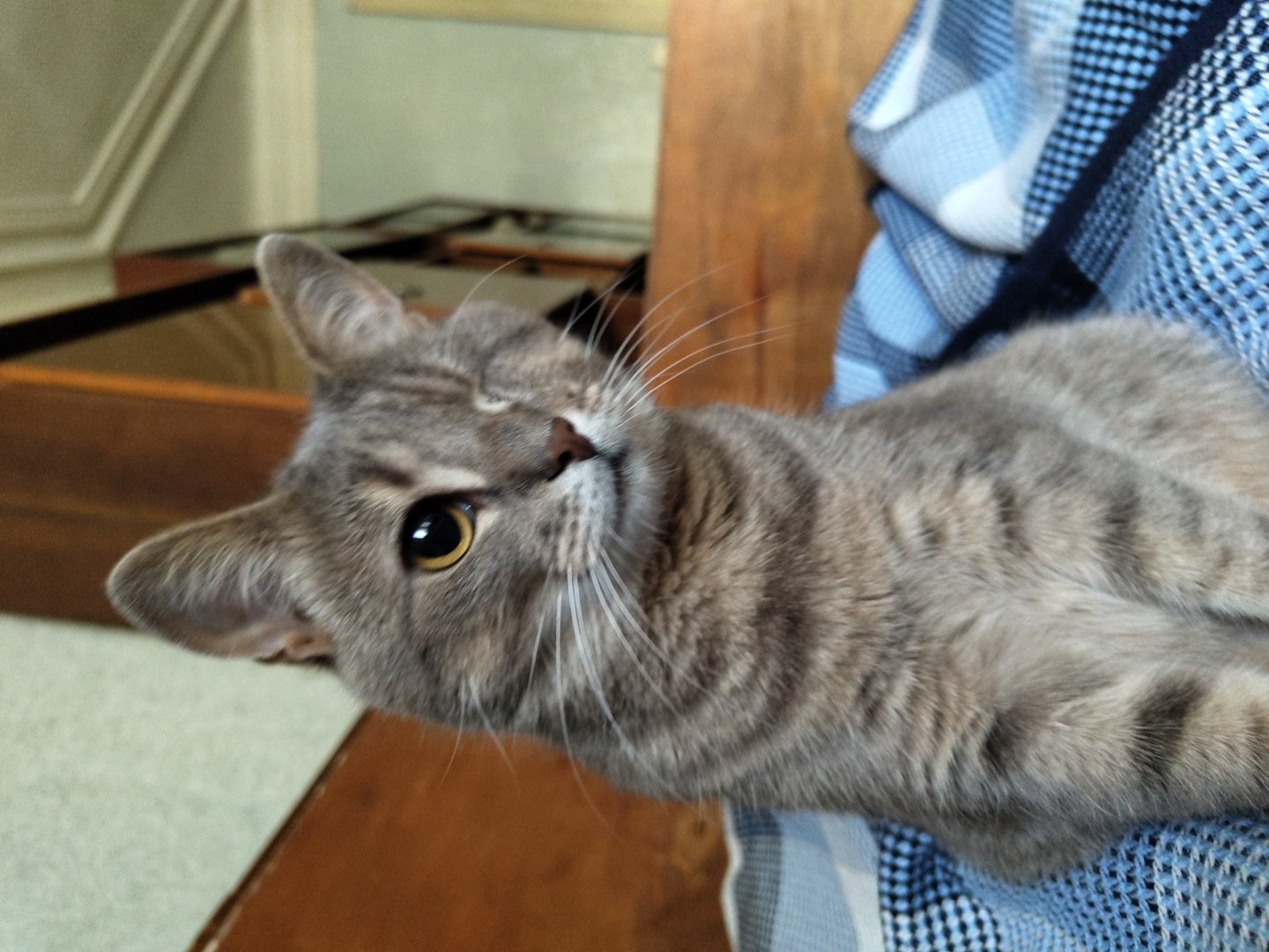 A one-eyed tabby cat sits on a blue and white checkered blanket. The cat is facing slightly to the right, with its left eye open and its right eye closed. Its fur is grey with darker tabby stripes. The cat is in a room with wooden furniture and a light-colored wall. The image is taken from a slightly high angle, looking down at the cat.