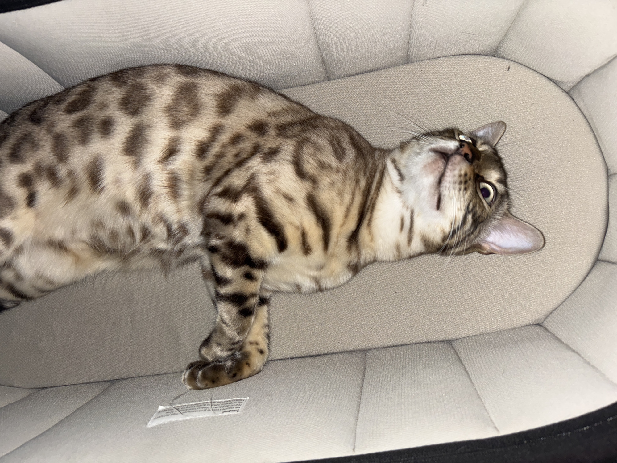 A Bengal cat is lying on its back in a light-colored pet bed. The cat has distinctive spotted fur. Its eyes are open and looking upwards. The pet bed is made of a textured fabric and has a black trim. The image is an overhead shot. There is no information available about the location in the city of Noviy, Russia.