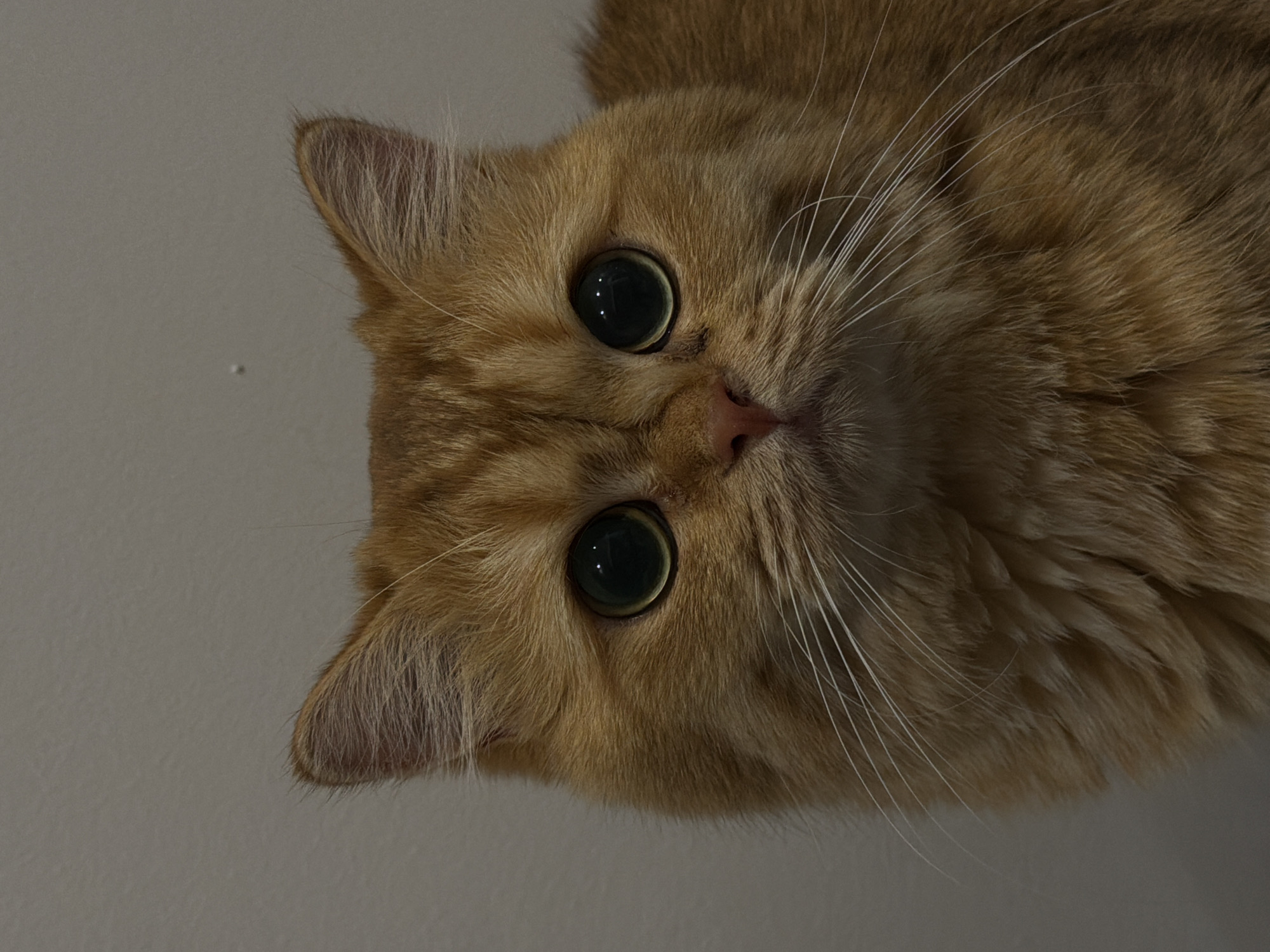 This is a close-up, head-on portrait of an orange tabby cat with large, round, dark green eyes and white whiskers. The cat's fur is a warm orange with darker tabby markings visible on its forehead and ears. The background is a plain, light gray wall. There is no discernible location in Đà Nẵng, Vietnam, or any other city, as the image solely focuses on the cat's face. The cat is the sole subject, and no actions or interactions are depicted.