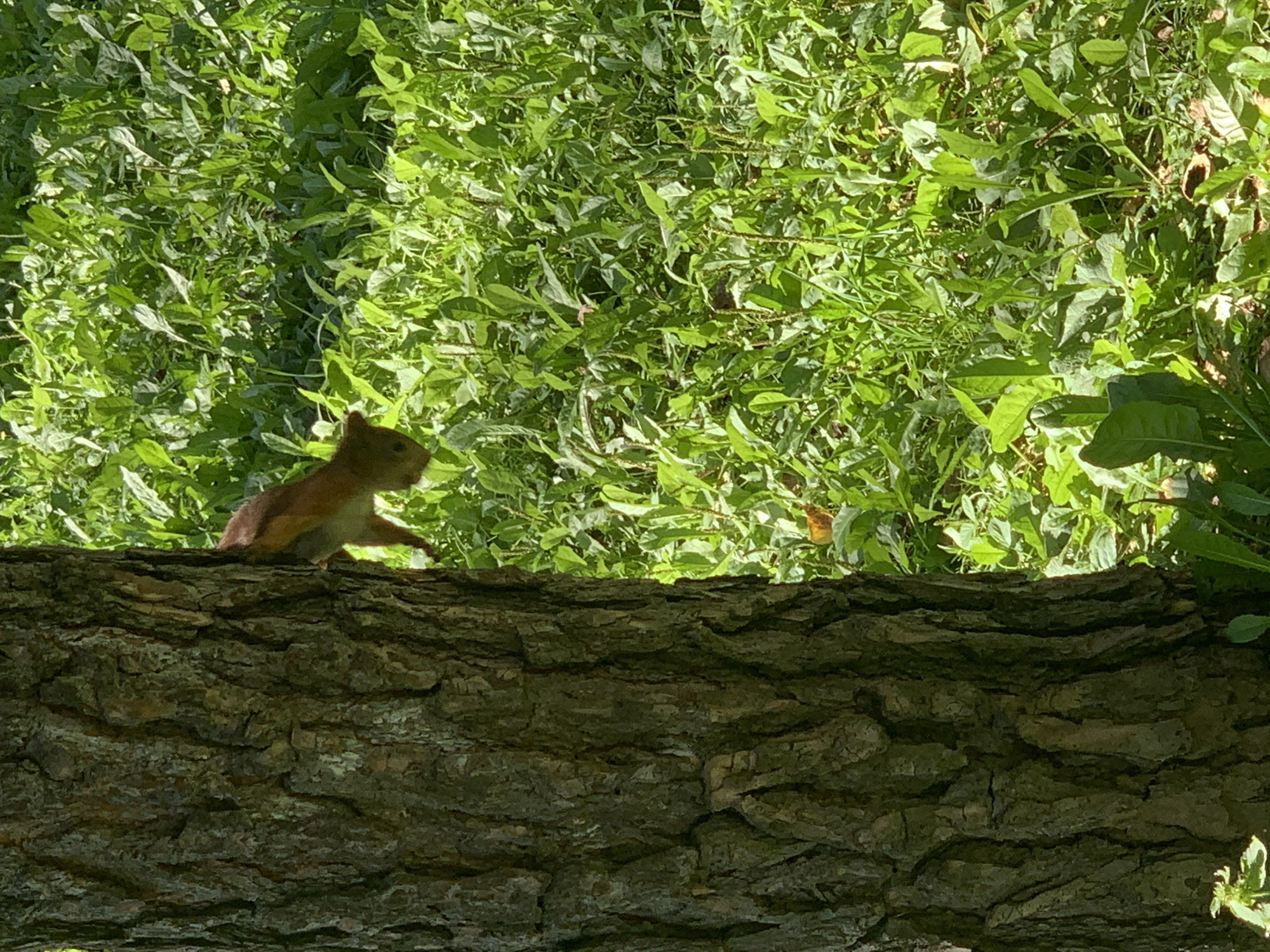 A Eurasian red squirrel with reddish-brown fur is clinging to the side of a thick, rough-barked tree trunk. The squirrel's head is turned slightly to the left, and its body extends downwards, with its hind legs visible. The background is a dense patch of vibrant green grass and foliage, dappled with sunlight, suggesting an outdoor environment in a natural setting. The image does not contain any elements that would allow for identification of its location within Prokopyevsk, Russia.