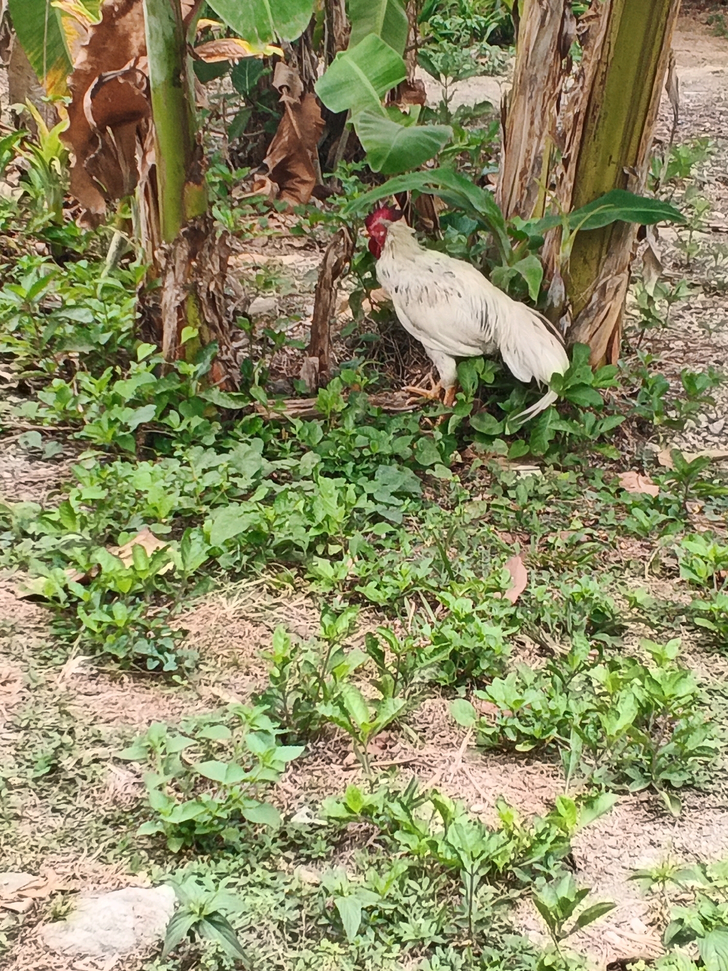 In the city of Karangjengkol, Indonesia, a light-colored rooster stands near the base of a banana tree. The rooster has a white body with greyish-white tail feathers and a red comb and wattle. It is positioned facing left, with its body slightly angled towards the viewer. The ground is covered with dry leaves, grass, and small green plants. The background features more banana trees and dense foliage, suggesting a rural or natural setting.