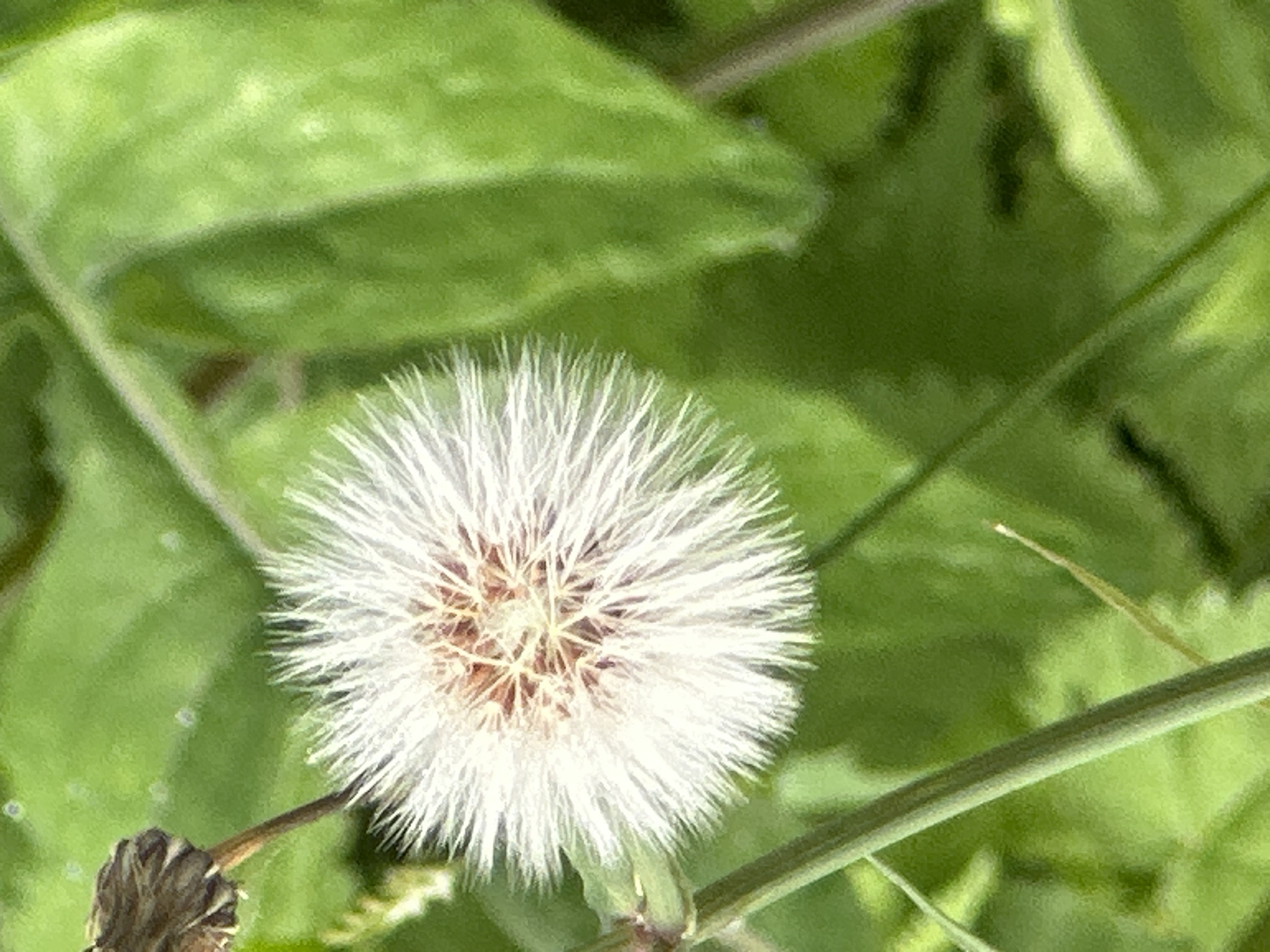 The image is a close-up, macro shot of a white dandelion seed head in a natural, outdoor environment. The seed head is the primary subject, with its delicate white filaments radiating outwards. To the left of the seed head, a brown, dried-up flower bud or leaf is visible, also on a thin stem. The background consists of blurred green foliage, suggesting a grassy area or garden. The lighting is natural and appears to be daylight. There are no people or man-made objects visible in the frame. The location within the city of Кузнечики, Russia cannot be determined from the image alone.
