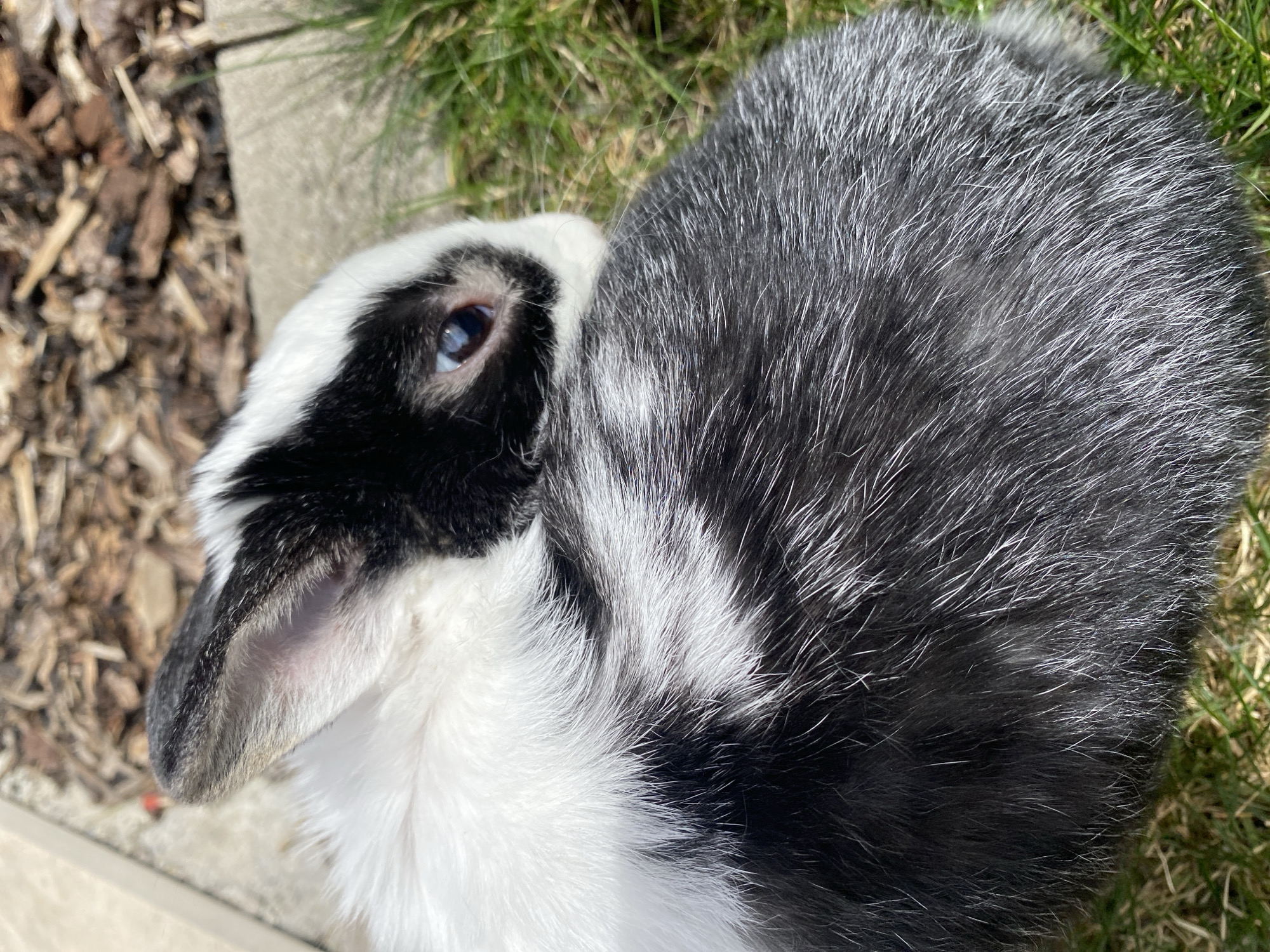 A high-angle, close-up shot depicts a black and white rabbit resting outdoors. The rabbit's head, featuring its left ear, is positioned in the lower left of the frame. The body extends towards the upper right, its fur a mix of black and white. The animal's visible eye appears to be blue. The surrounding environment includes grass, wood chips, and a concrete border. There is no evidence to definitively indicate the image was taken in Truchtersheim, France. The scene presents a single subject animal in an outdoor setting. No people or interactions are observed.