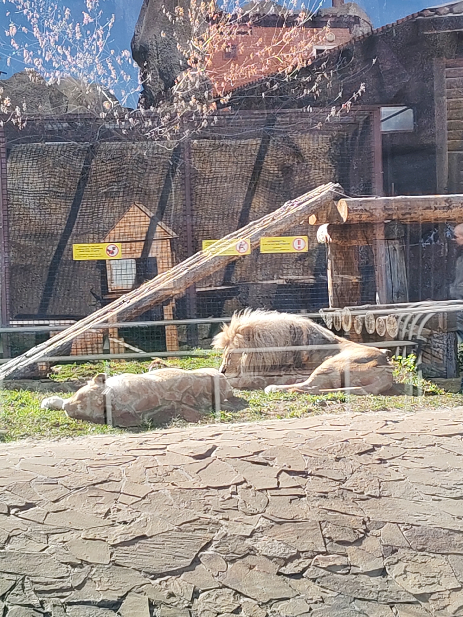 The image shows three lions resting in an enclosure at the Izhevsk Zoo in Izhevsk, Russia. The lions are lying on grass near a stone wall and wooden structures, including a shelter and climbing logs. A metal fence separates the enclosure from the viewing area. Signage with warnings is visible on the enclosure. The background includes trees and a building.