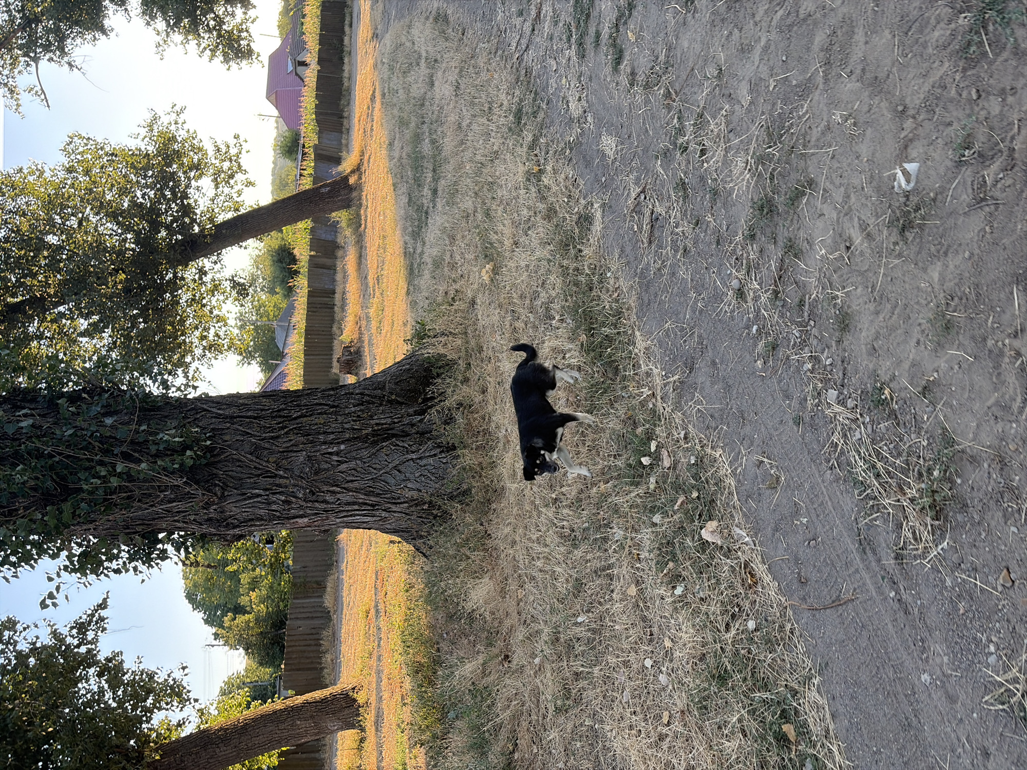 A medium shot captures a black and tan dog standing in dry grass near the base of a large tree. The dog is facing right, with its mouth open and its head slightly turned towards the camera. In the background, a weathered wooden fence separates the dry, grassy area from a village with houses, trees, and a clear blue sky. The ground in the foreground is a mix of dirt and dry grass, with tire tracks visible on the dirt path. The lighting suggests it is late afternoon or early morning, with long shadows cast by the trees and a warm, golden hue illuminating the scene. The location is Oxentea, Moldova.