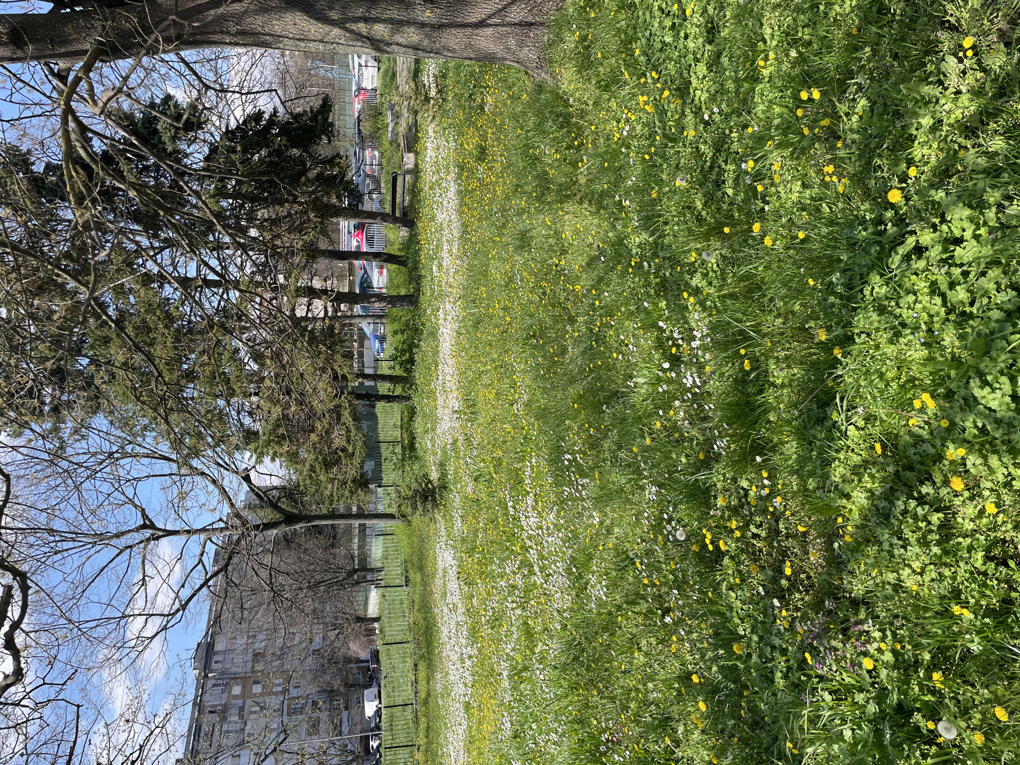 The image depicts a grassy field in Burgas, Bulgaria, interspersed with wildflowers, including dandelions and daisies. A row of trees separates the field from a parking lot and a building. The sky is visible through the trees and is blue with some clouds. The scene is captured in daylight, casting shadows across the grass.