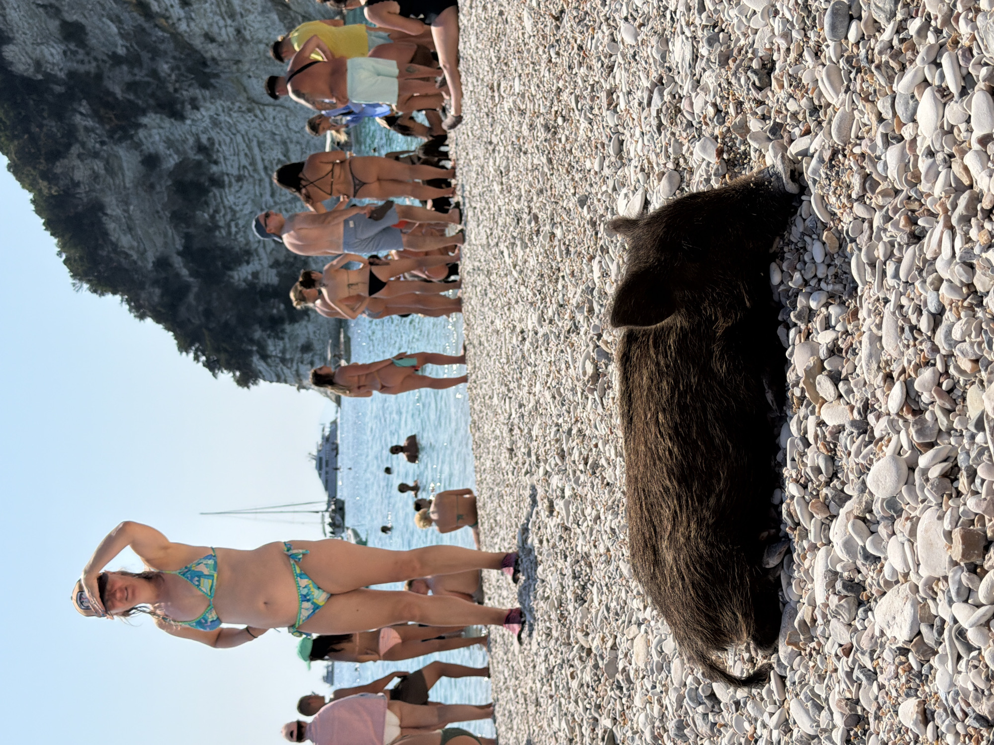 A wild piglet lies on a pebble beach in Greece, its dark, coarse fur contrasting with the pale stones. The piglet is positioned in the foreground, with its head down, appearing to rest or forage. In the background, a group of approximately 20 people, dressed in swimwear, stand and sit near the water. Several boats, including a large white yacht, are visible in the sea. A rocky, tree-covered cliff rises behind the beach. The sky is clear and blue. The scene suggests a sunny day at a popular coastal tourist destination.