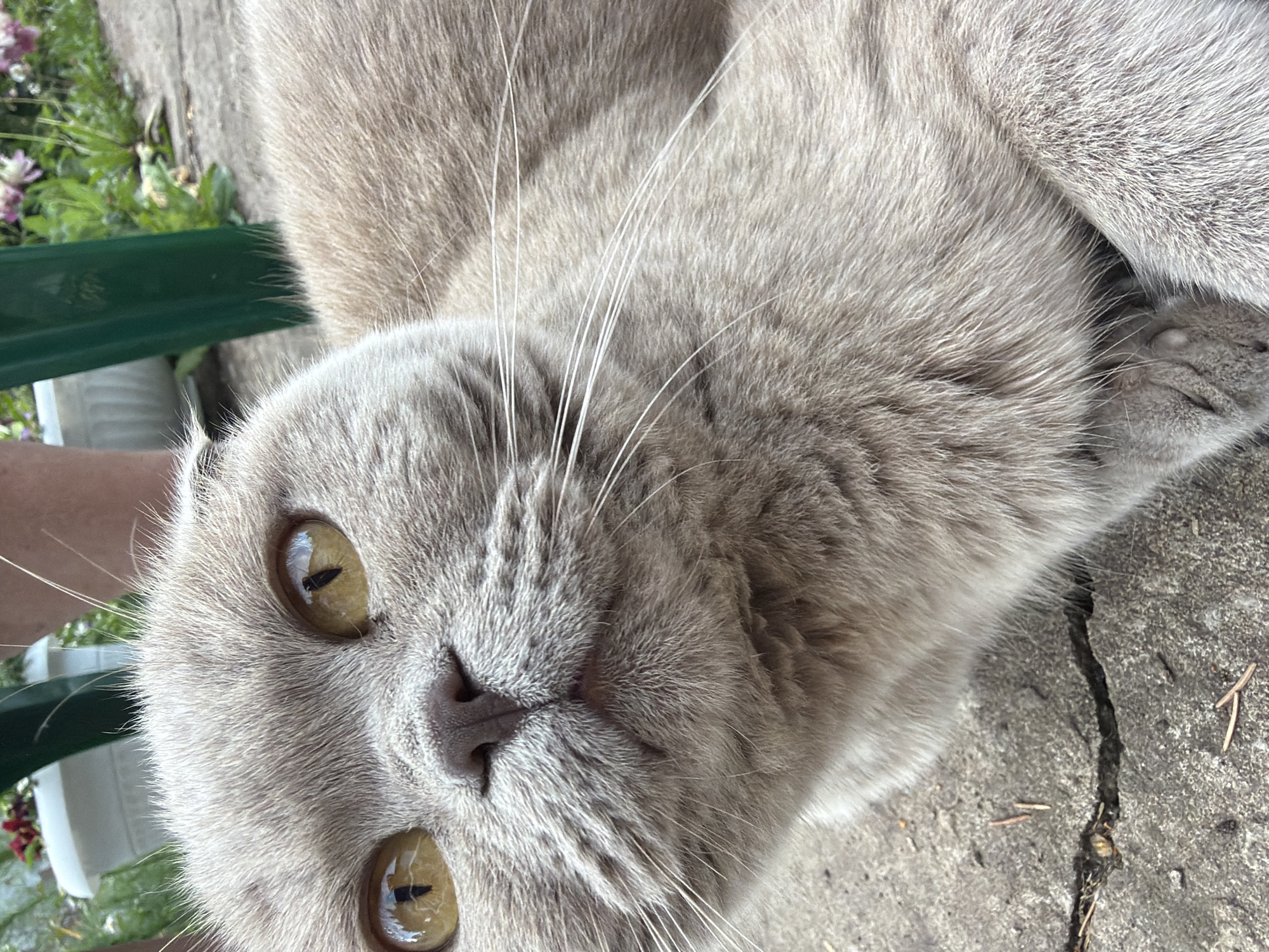 A close-up, eye-level shot shows a light gray Scottish Fold cat lying on cracked concrete in what appears to be a backyard or garden area. The cat's face, with large, golden-yellow eyes and prominent whiskers, fills the left side of the frame. Its ears are folded forward, characteristic of the breed. Behind the cat, a blurred background includes green foliage, a white planter with red flowers, and a dark green metal chair leg. The cat is positioned on a concrete surface that has visible cracks and small twigs. The overall scene suggests an outdoor domestic setting, possibly in a suburban or rural area like Sukhodol, Russia, given the presence of common garden elements and the domestic animal.