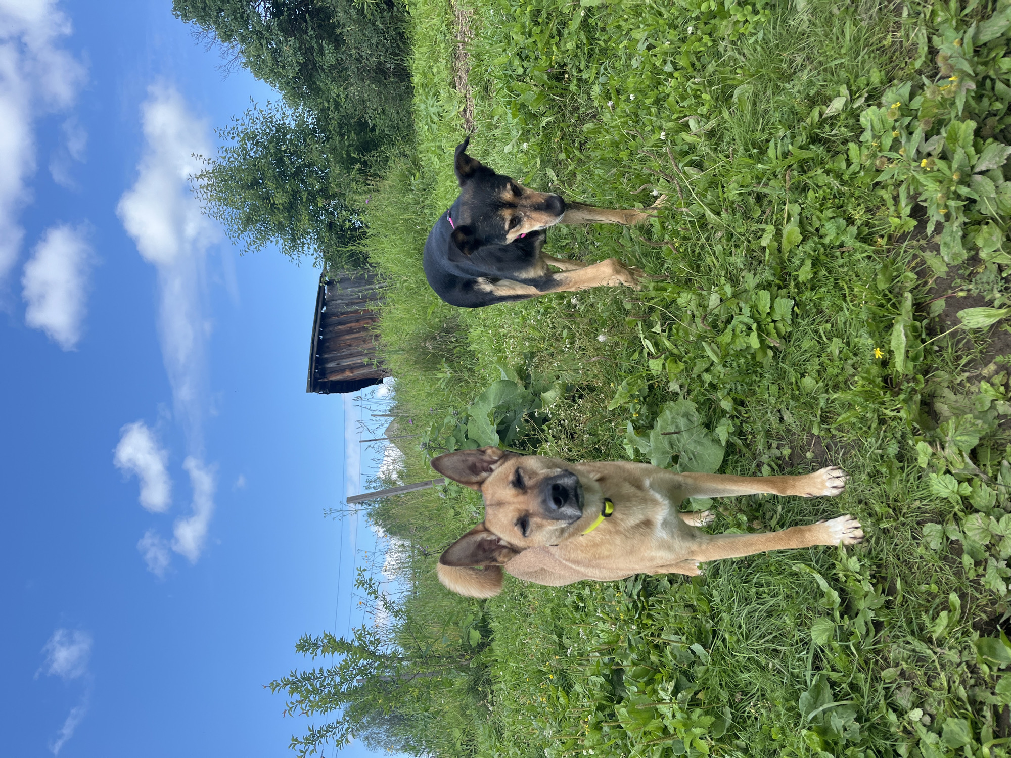 Two dogs are standing in a grassy field with a blue sky and clouds overhead. In the background, there is a wooden structure and trees. The dog in the foreground is tan with a yellow collar. The dog in the background is black and tan with a pink collar. The area appears to be a rural or semi-rural location, possibly a backyard or field in Nizhny Tagil, Russia, given the context.