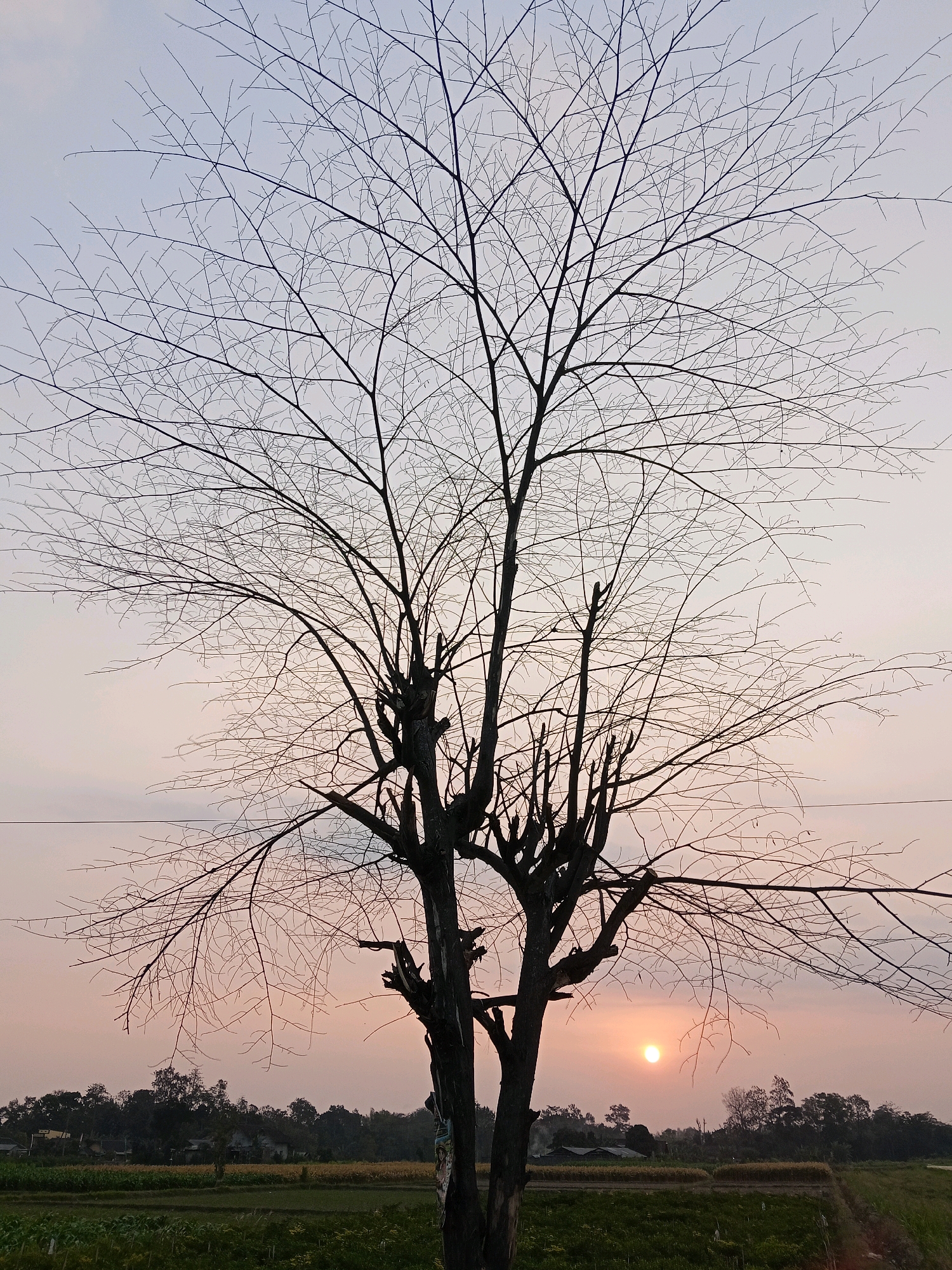 An image captures a barren tree silhouetted against a dusky sky, with the sun setting on the horizon. The tree's branches are intricate and delicate, spreading out like a dark lace against the pale, rosy hues of the sky. In the distance, a low line of trees and buildings marks the edge of a village. Below the horizon, a strip of dark green foliage suggests fields or vegetation. The scene evokes a sense of calm and the transition from day to night. The photograph is taken from a slightly low angle, emphasizing the expanse of the sky and the stark beauty of the leafless tree.
