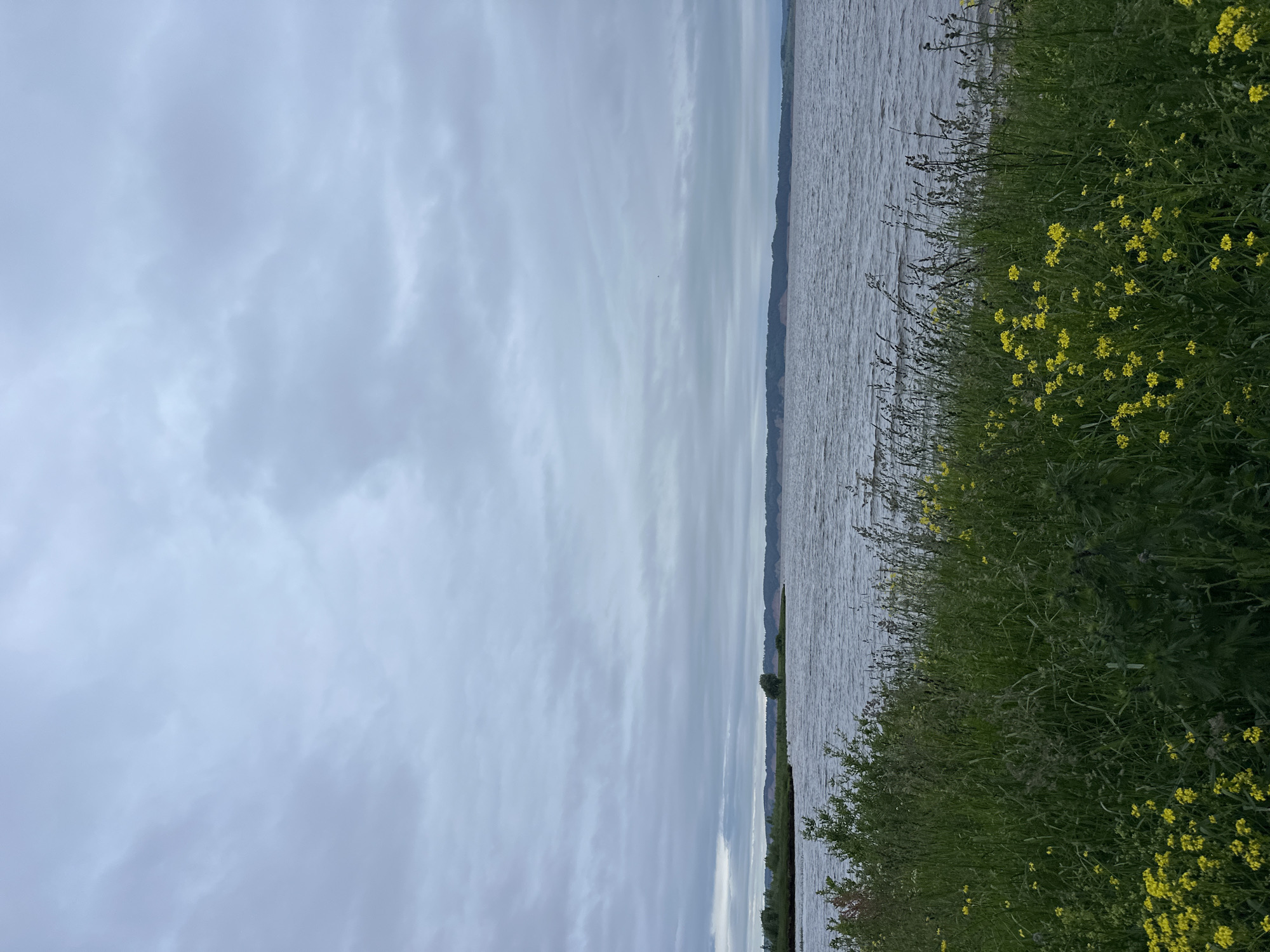 The image depicts a natural landscape with a body of water under an overcast sky. In the foreground, tall green grass and small yellow flowers grow along the bank. The water stretches to the horizon, where a treeline and undulating hills are visible. The overall atmosphere is serene and somewhat muted due to the cloudy weather. The location is identified as being in the city of Shul'dikha, Russia. There are no people or human activities visible in the image.