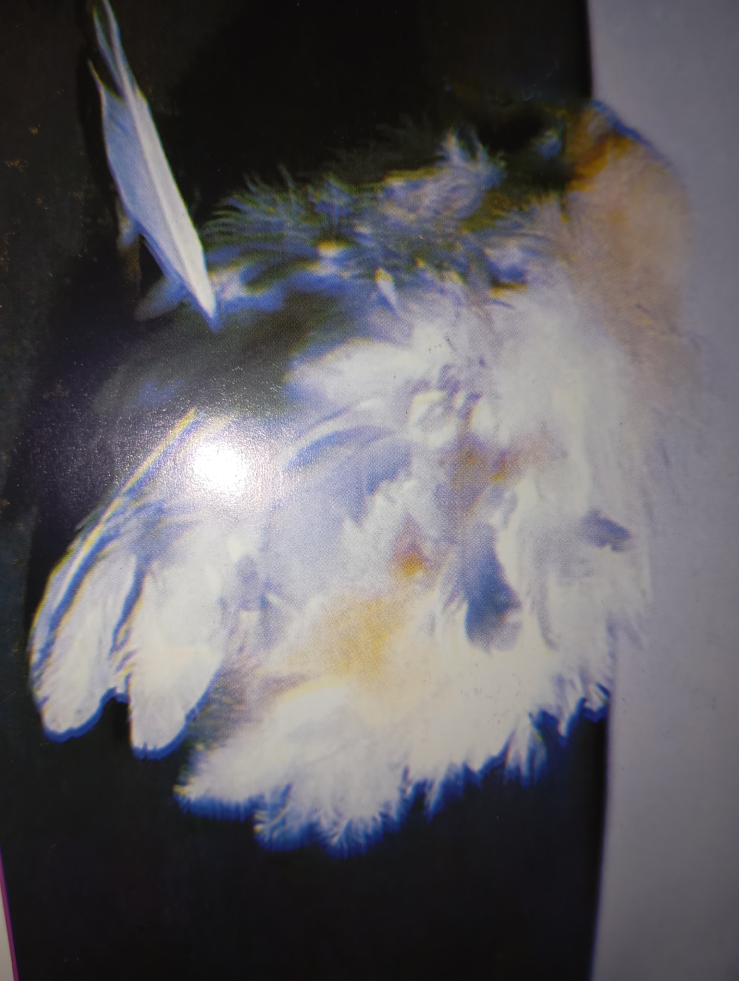 The image is a close-up photograph of a fluffy, white feather with a light blue and yellow tint, set against a dark, out-of-focus background. A single, long, slender white feather is visible on the left side of the frame, pointing upwards. The main subject is a large cluster of soft, downy feathers, appearing to be from a bird. The lighting creates bright highlights and shadows, emphasizing the texture and volume of the feathers. The image is grainy and appears to have been taken with a flash, causing some reflections. There are no people or any discernible elements of an urban environment, and therefore, no elements to associate with the city of Dangari, Pakistan.