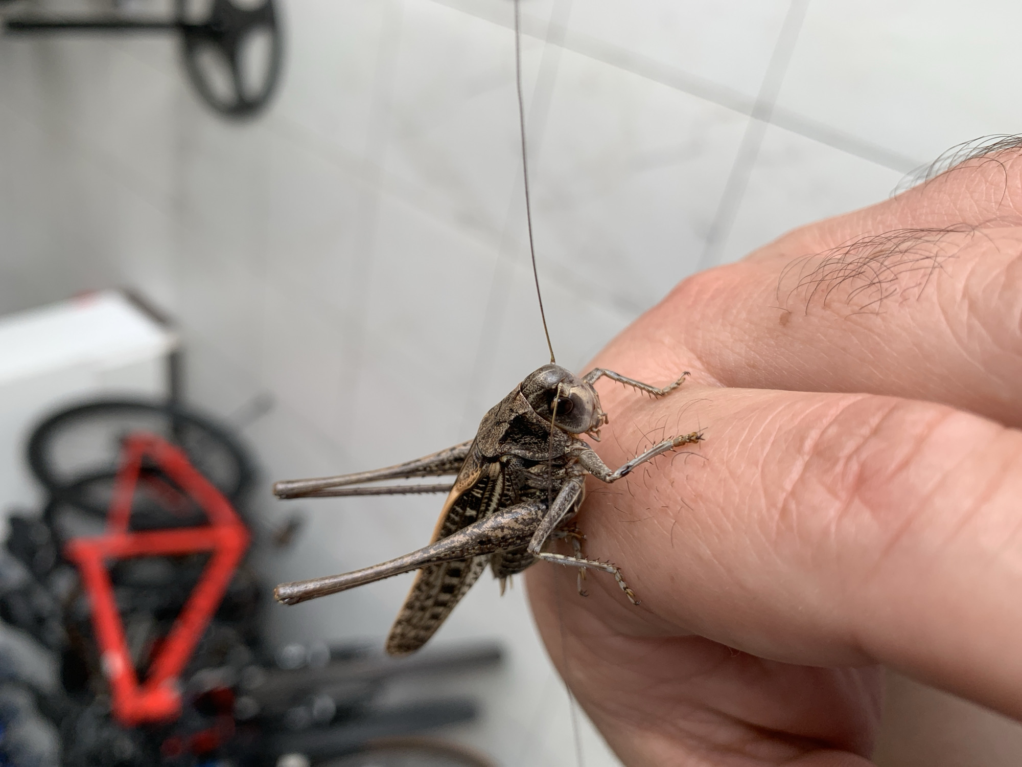 A grasshopper rests on a human finger, with its long antennae extending outwards. The background is blurred, showing bicycles and a tiled floor. The image appears to have been taken indoors, possibly in a residential or commercial space. The grasshopper is brown and gray with intricate patterns on its body and wings. The finger is fair-skinned and appears to be an adult's. The lighting is bright, suggesting daylight or artificial lighting. The overall scene is a close-up, detailed shot of an insect in close proximity to a human. The location in Kropotkin, Russia, is not discernible from the image itself.