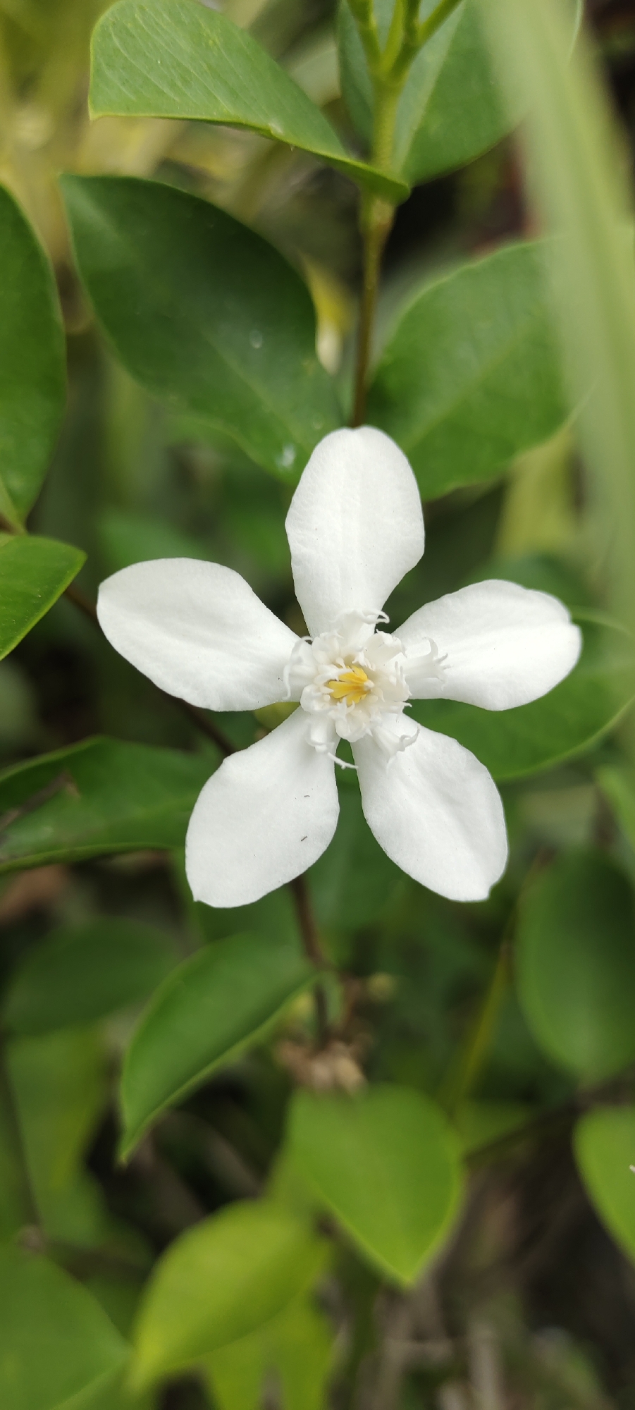 The image is a close-up, vertical shot of a single white flower with five petals, centered against a background of blurred green leaves and branches. The flower's petals are delicate and slightly textured, with a prominent yellow stamen in the center. The focus is sharp on the flower, while the surrounding foliage is soft and out of focus, creating a shallow depth of field. The lighting is natural, suggesting an outdoor setting. The environment appears to be lush and green, consistent with a garden or natural area. No people or specific actions are depicted. The location is Gampongpaya, Indonesia.