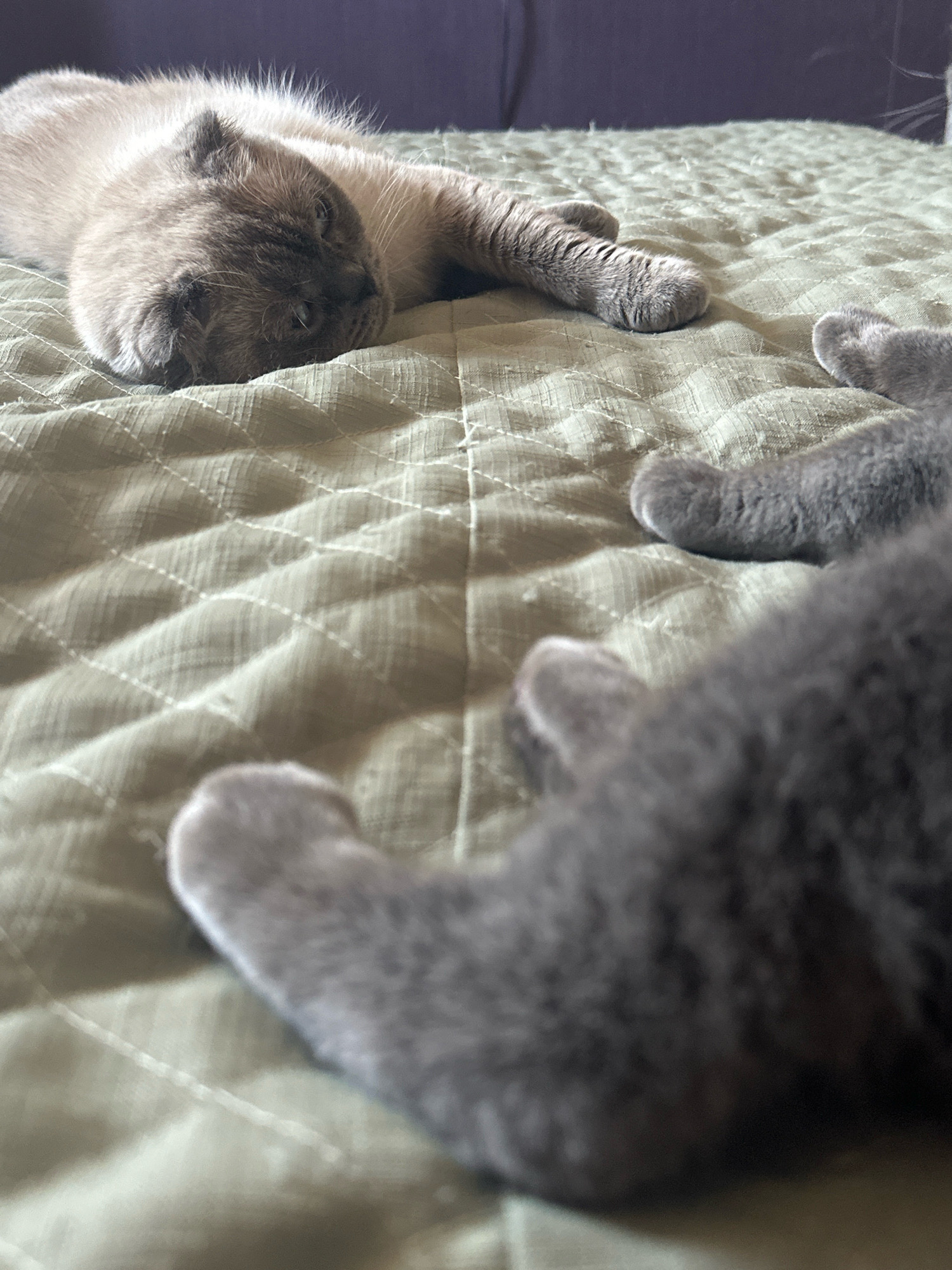 Two cats are lying on a quilted, light green surface. One cat, with Siamese coloring, is lying on its side, facing left, with its eyes closed. The other cat, a solid gray, is lying on its back, facing away from the camera, with its paws in the air. The scene appears to be indoors, possibly on a bed or sofa, with a dark purple surface visible in the background. The image does not provide any information about the location in Uzhhorod, Ukraine.