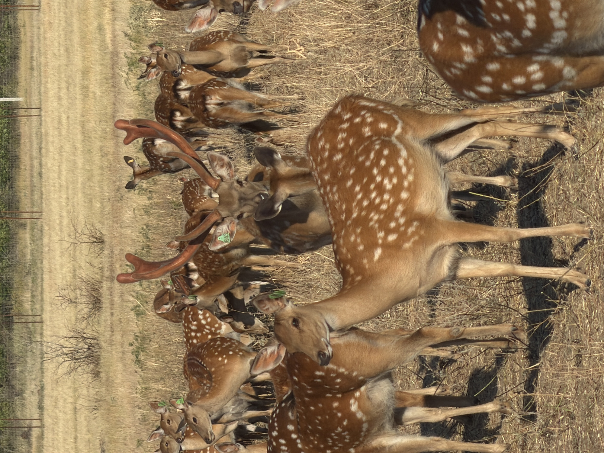The image depicts a herd of chital deer in a dry, grassy field. The deer are predominantly brown with white spots, a characteristic of their species. Several of the deer have visible ear tags, suggesting they are part of a managed population. In the foreground, one deer is prominently featured, looking to the right of the frame. In the background, a fence and some sparse vegetation are visible. The overall environment is arid and appears to be a natural or semi-natural habitat. The location is stated to be in Горный Балыклей, Russia. There are no people present in the image.