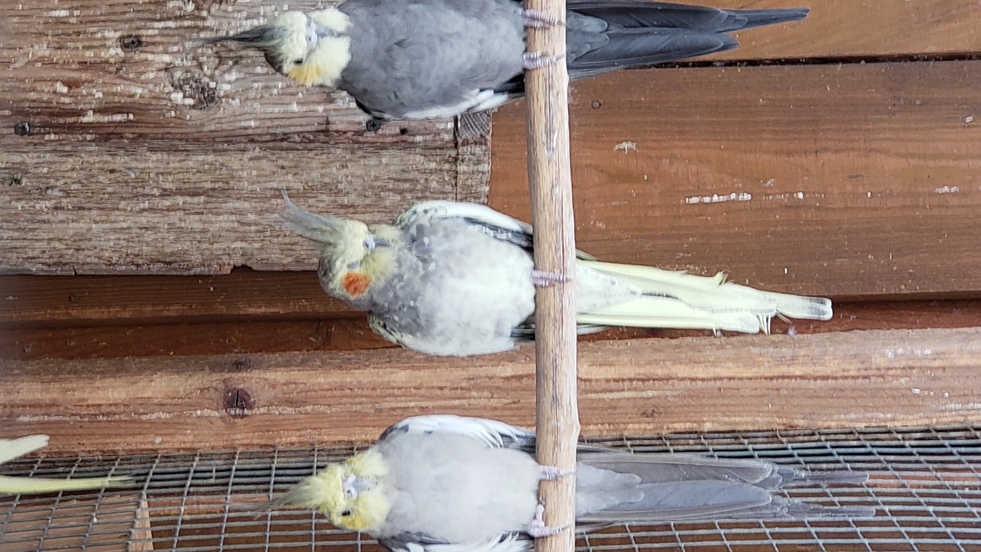 Three cockatiels perch on a wooden dowel. The cockatiel on the left is predominantly gray with white and yellow markings on its head and wings. The middle cockatiel has gray and white plumage with a distinct orange patch on its cheek. The cockatiel on the right is primarily gray with yellow and white accents on its head. They are positioned in front of a wooden wall. A wire cage is visible to the left of the frame. The scene is set outdoors, likely in an aviary or a similar enclosure. No people are present. The overall setting suggests a natural or semi-natural environment for birds. There is no information in the image that allows for the determination of a specific location within the city of Prešov, Slovakia.