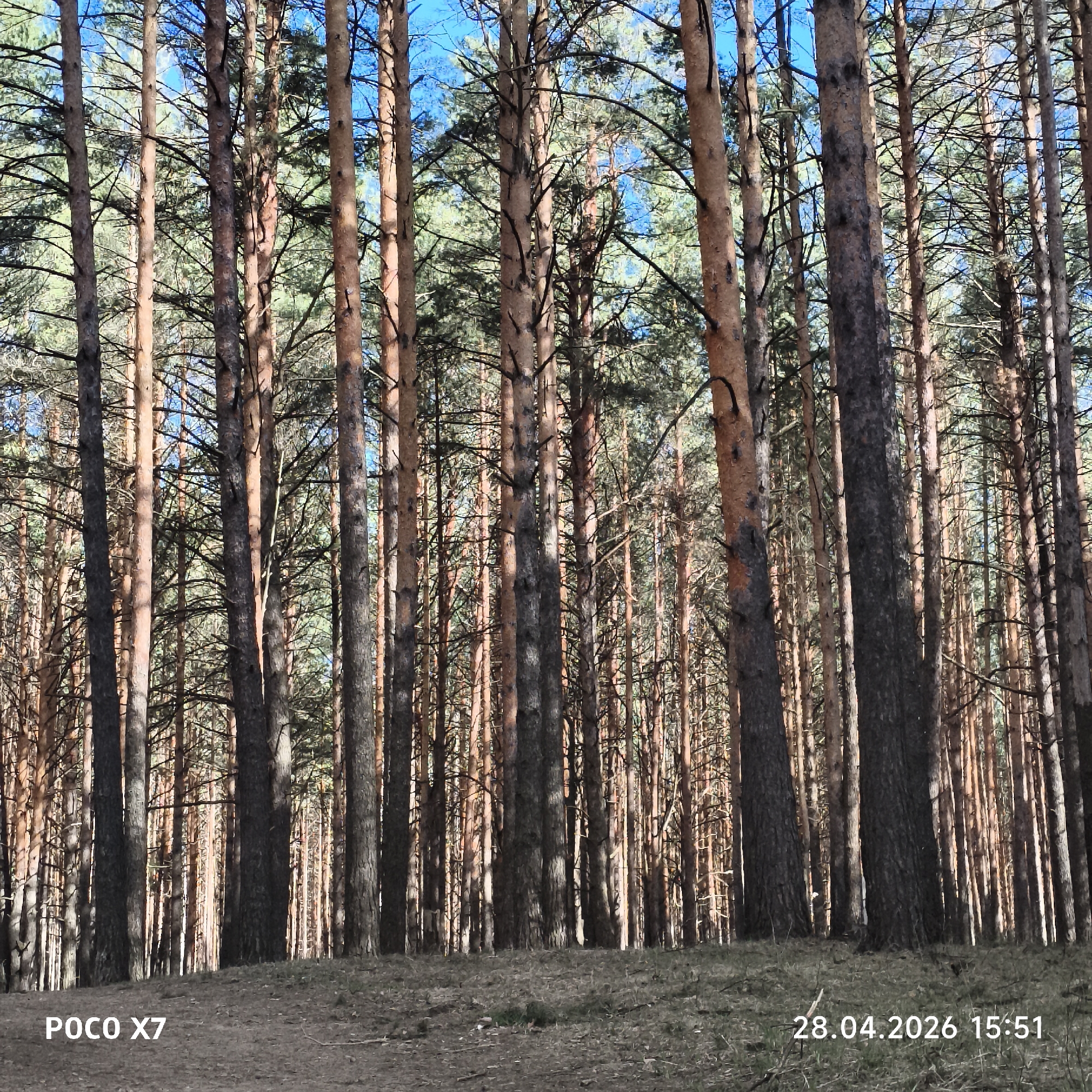This media file captures a serene and dense pine forest, likely located in Chaikovsky, Russia. The scene is dominated by numerous tall, slender pine trees with rough, reddish-brown bark, some appearing darker due to age or shade. Their trunks rise vertically, creating a repetitive pattern and a sense of depth. Above, patches of clear, bright blue sky are visible through the gaps in the green, needle-like foliage and sparse branches of the canopy.
The ground is covered with dry, earthy tones, including dirt, fallen leaves, and sparse patches of green grass, suggesting a natural and undisturbed environment. Sunlight filters through the trees, illuminating some trunks with a warm glow while others remain partially shadowed, indicating daytime conditions. No people or specific activities are depicted; the image presents a static, tranquil view of nature.
Visible text in the bottom left corner reads "POCO X7," indicating the device used to capture the image. The bottom right corner displays the date and time: "28.04.2026 15:51," confirming it was taken in the late afternoon. The overall impression is one of peaceful solitude within a vibrant forest setting.