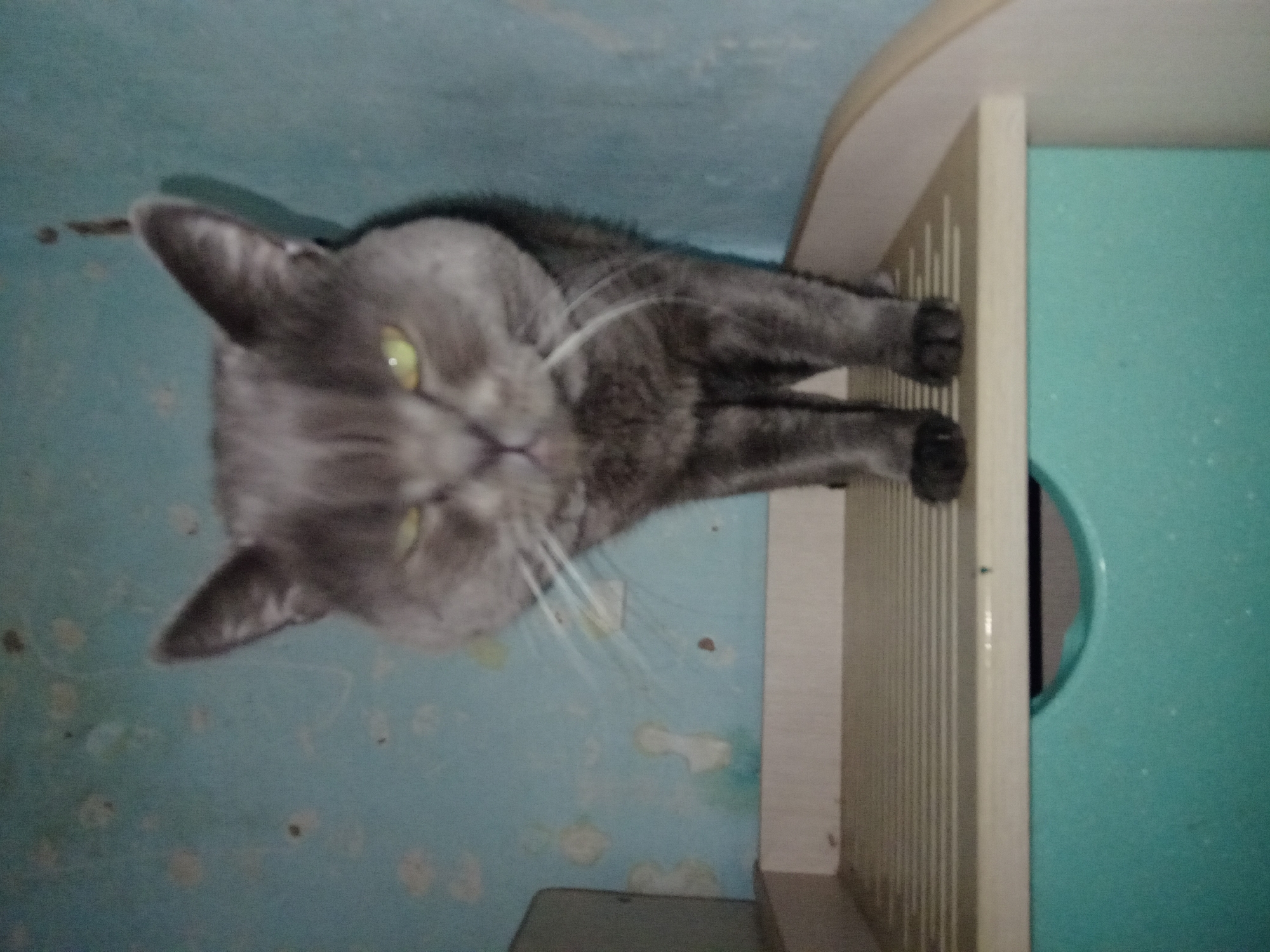 A medium shot captures a grey cat with yellow eyes standing on a white slatted surface. The cat is facing the camera, and its head is tilted slightly. Its fur is short and appears well-groomed. The background consists of a textured blue wall with some light-colored splotches. To the left and bottom of the image, part of a teal-colored drawer unit is visible. The overall lighting is dim. The image does not provide any information that would indicate its location in the city of Buguruslan, Russia.