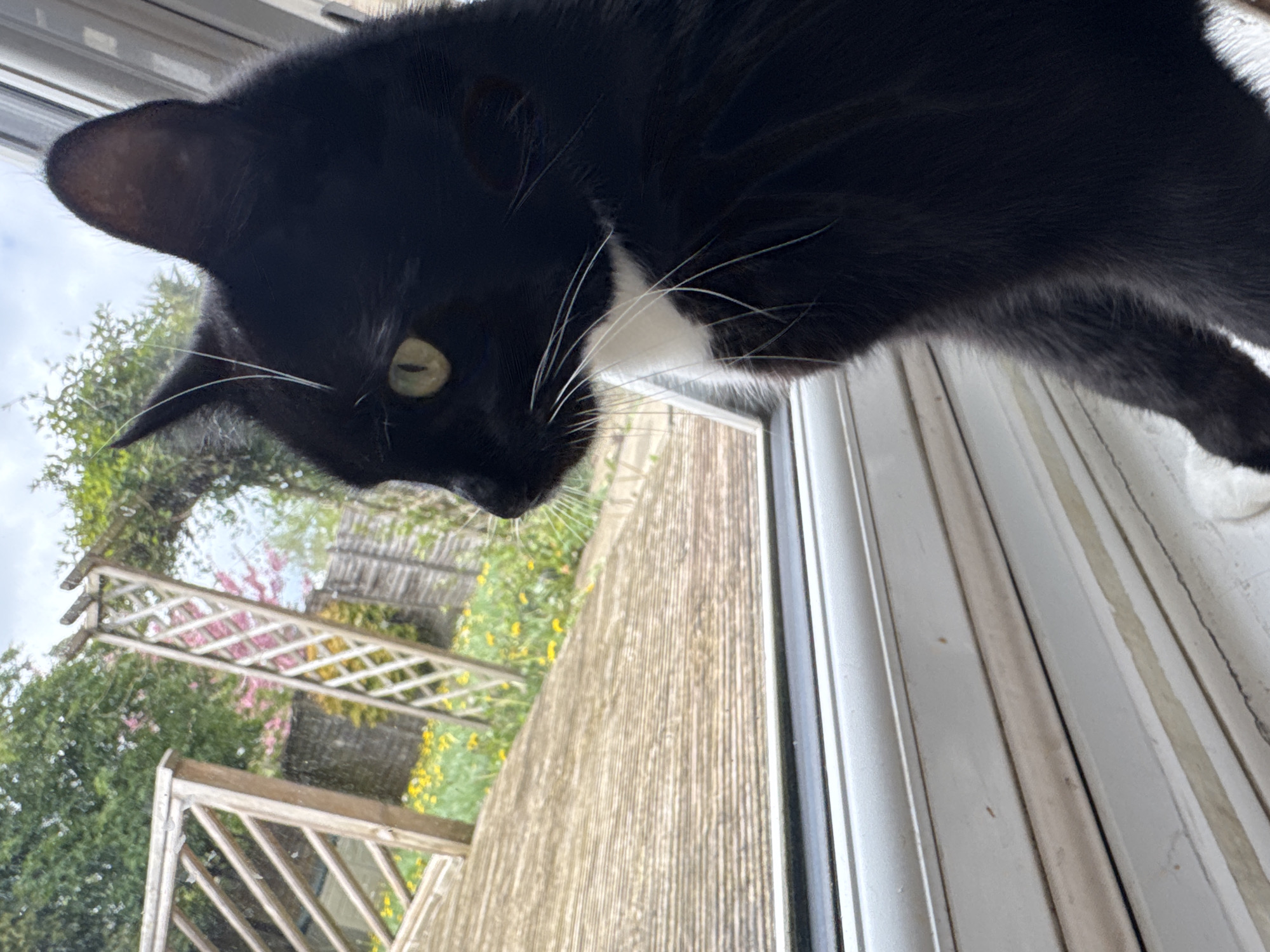 A black and white tuxedo cat peers into a window. The cat is positioned in the upper portion of the frame. A partially obscured view of an outdoor area can be seen through the window, featuring trellises with flowering plants. The plants include pink and yellow flowers. The window frame is white. The location is Desborough, United Kingdom.