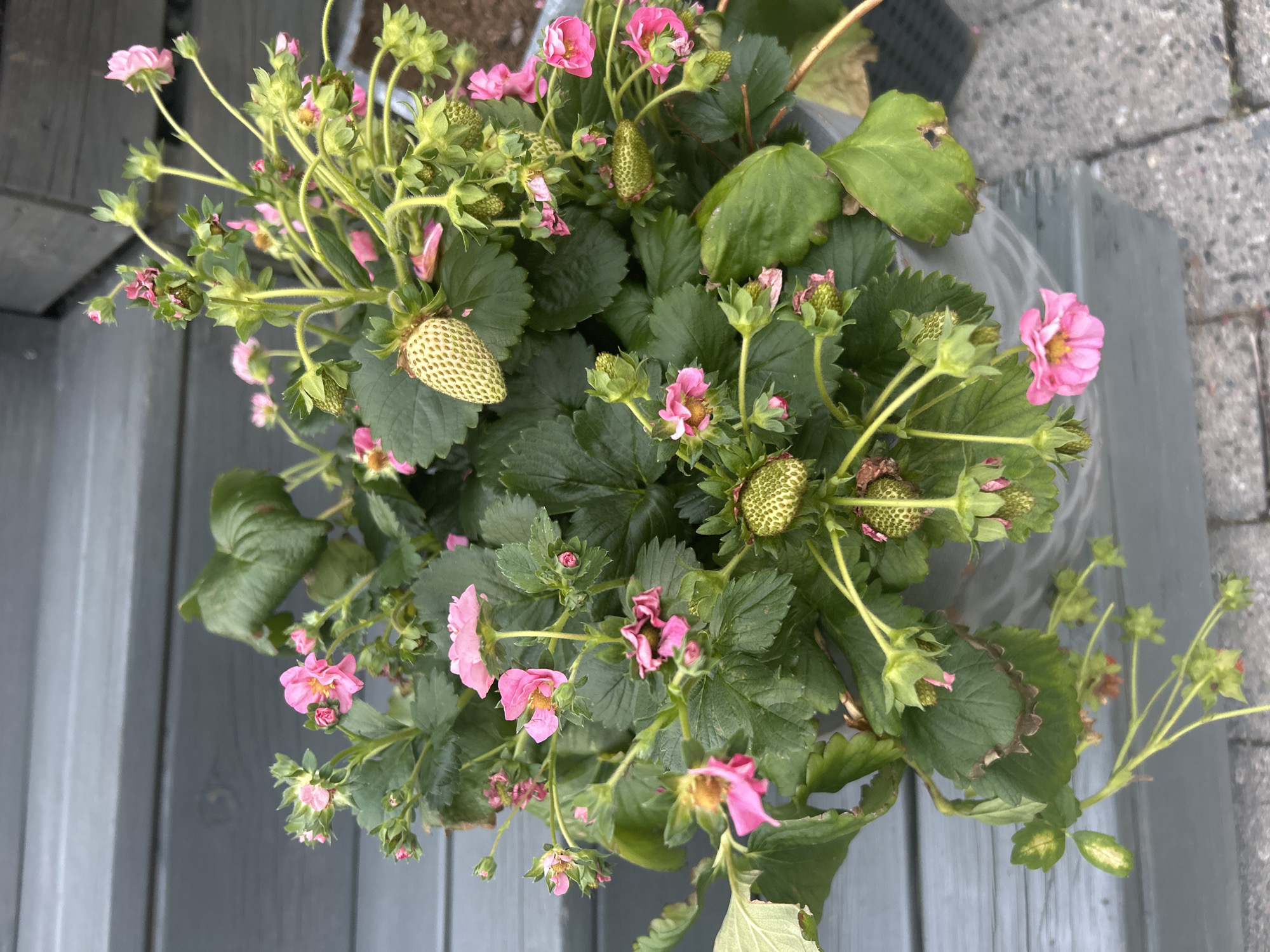 The image shows a potted strawberry plant with numerous pink flowers and developing green strawberries. The plant is situated outdoors on a gray wooden surface, possibly a deck or railing, with cobblestones visible in the lower right corner. The lighting suggests it is daytime. There are no people or animals present. The scene appears to be a domestic or garden setting. The location of Sandefjord, Norway is not discernible from the visual information in the image.