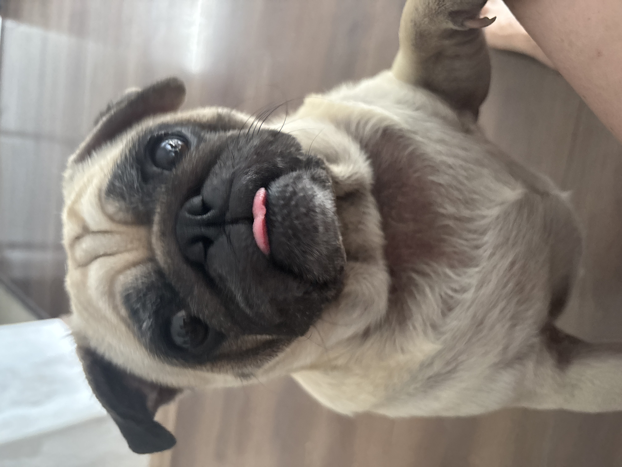 A pug with its tongue sticking out is looking directly at the camera. The dog is standing on its hind legs, with its front paw resting on a person's leg, which is visible on the right side of the frame. The background is out of focus and appears to be a wooden floor and a curtain. The image was taken in Sochi, Russia.