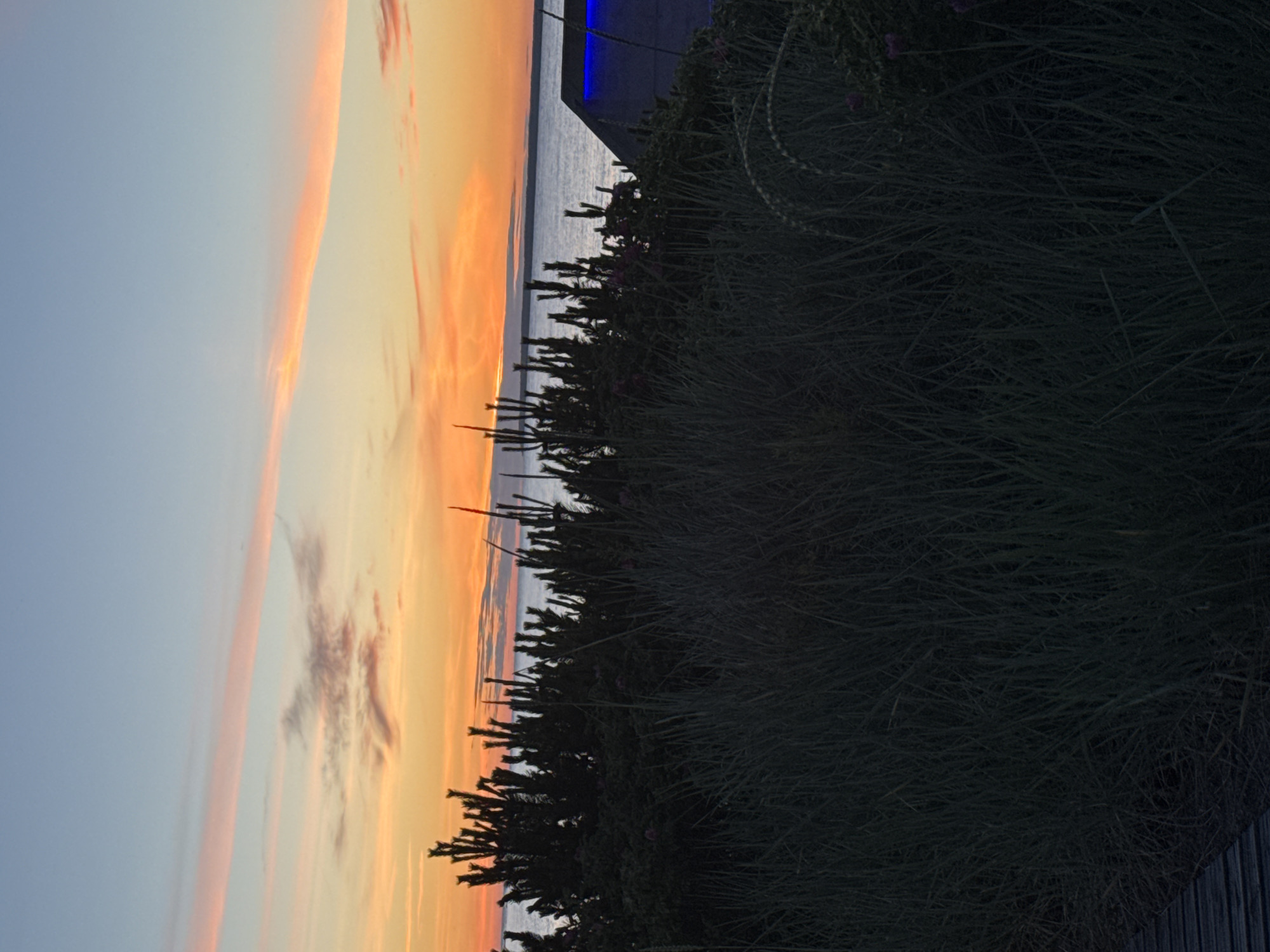 The image depicts a coastal scene at sunset. The sky transitions from a pale blue at the top to vibrant orange and pink hues near the horizon, with wispy clouds adding texture. Below the sky, a dark silhouette of trees and vegetation lines the foreground, with tall grasses in the immediate front. Beyond the vegetation, a calm body of water, likely the sea, stretches across the frame. A portion of a building with blue lighting is visible on the right side of the image, suggesting human presence and development. The overall ambiance is tranquil and serene, characteristic of a sunset by the coast. The provided crops highlight different elements of the scene, focusing on the sky, the vegetation, and the water. The scene does not contain any identifiable landmarks or features that would specifically place it within Tallinn, Estonia.
