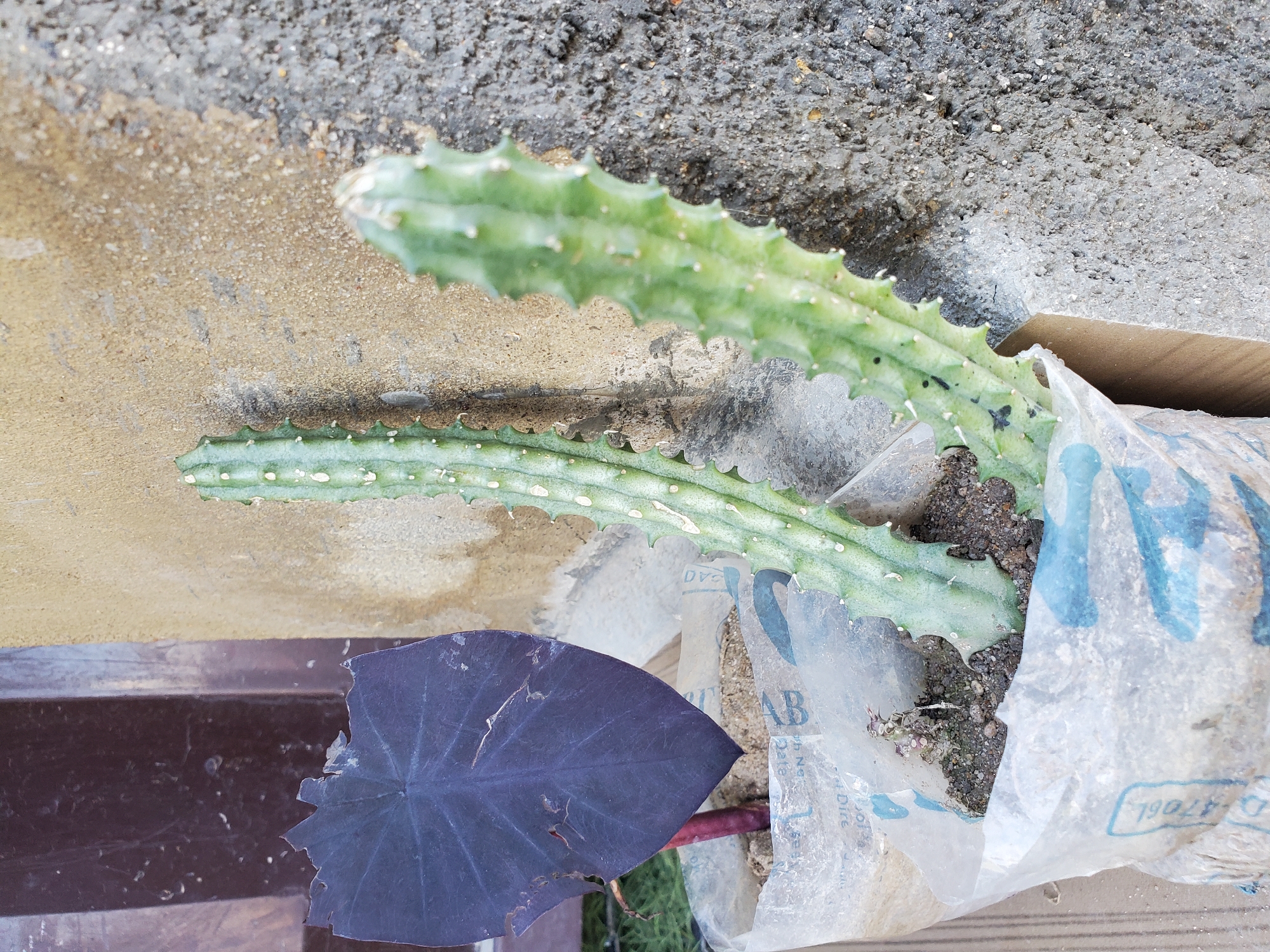A close-up, eye-level outdoor shot shows two potted plants and a textured wall. The plant on the left is a dark purple, heart-shaped leaf, possibly a Colocasia or Alocasia, in a white plastic bag. To the right of this plant, two green, ribbed cactus-like plants stand in another white plastic bag filled with soil. The cactus on the left is taller and thinner with small white dots. The cactus on the right is shorter and thicker, with some black marks. The background features a beige, sandy wall and a rough, gray, concrete wall. The image appears to be taken in Jos, Nigeria, likely in a residential or garden setting.