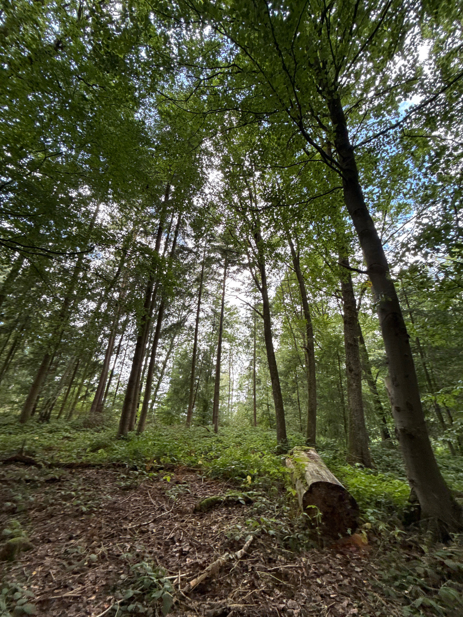 The image depicts a low-angle view of a dense forest, looking up towards the canopy. Tall, slender trees dominate the scene, their trunks appearing as vertical lines against a bright, partially obscured sky. The foliage is lush and green, creating a dappled effect with sunlight filtering through. The forest floor is covered in leaf litter, twigs, and undergrowth, with a fallen log prominently positioned in the lower right quadrant of the frame. The overall impression is one of a natural, wild environment. The image appears to have been taken in the city of Bad Sachsa, Germany, known for its extensive forests and natural beauty.