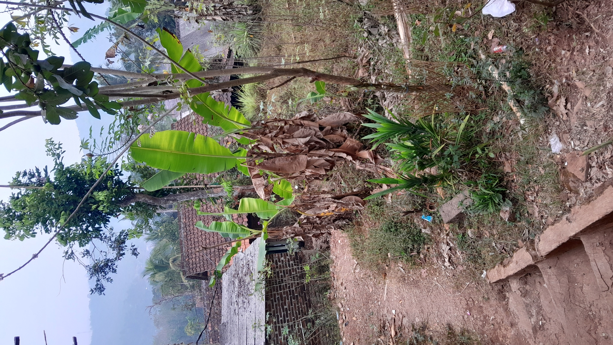 The image depicts an outdoor scene in a rural area, likely a village, on the outskirts of Sumedang, Indonesia. In the foreground, a dirt path with a concrete step descends from the left. The path is bordered by dry vegetation, fallen leaves, and some scattered litter including plastic bottles and wrappers. To the right of the path, there are several banana plants, some with green, broad leaves, and others with dried, brown fronds hanging down.
Behind the banana plants, several traditional Indonesian houses with tiled roofs are visible. One house on the left is constructed with dark brick. The background reveals lush green hills and trees under a hazy sky, indicative of a mountainous or hilly terrain common in the Sumedang region. The overall atmosphere is one of a quiet, semi-rural environment. There are no people or animals visible in the image. The lighting suggests it may be early morning or late afternoon, given the diffused light.