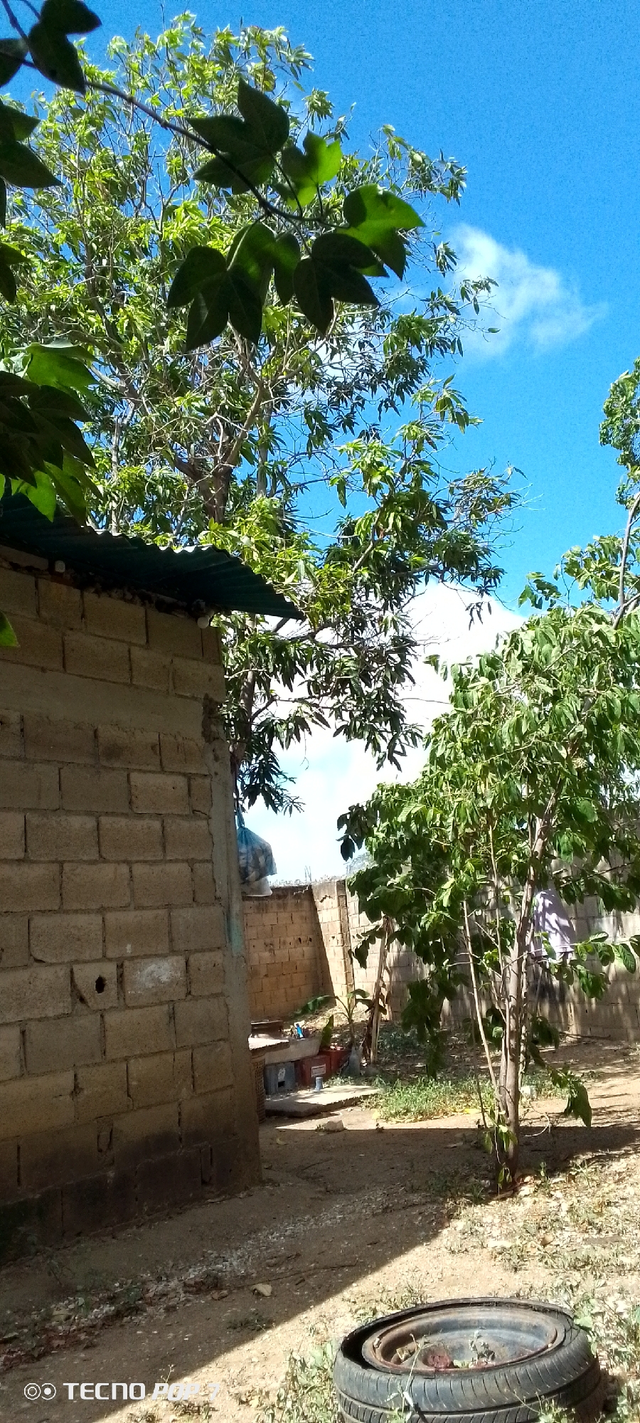 The image depicts an outdoor scene in Altagracia, Venezuela, featuring a partially constructed building and vegetation under a bright blue sky. The building on the left is made of cinder blocks, with a corrugated metal roof. A mature tree with lush green leaves dominates the upper left portion of the frame, partially obscuring the sky. To the right of the building, a narrow passage leads to a courtyard area, also enclosed by cinder block walls. In this courtyard, there are more trees and some discarded items, including what appears to be a blue plastic bag and some crates. A smaller, younger tree stands in the foreground to the right, with its branches reaching upwards. The ground is covered with dry earth and sparse vegetation. In the lower right corner, a deflated tire rim is visible. The sky is a vibrant blue with a few scattered white clouds. No people are clearly visible in the scene.