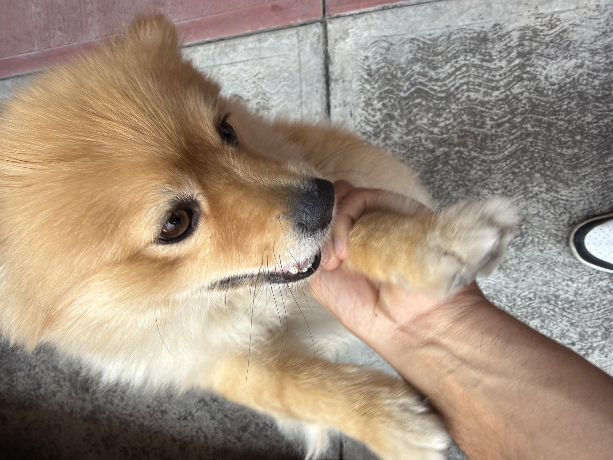 A medium close-up photograph depicts a light brown and white small dog with dark eyes and a black nose held in a person's right hand. The dog is looking towards the left of the frame, and its teeth are visible where the hand is positioned near its mouth. The person's arm is visible, extending towards the bottom right corner of the image.
The background shows gray textured concrete. A portion of a white shoe is visible in the background to the right of the person's arm.
There is no explicit indication of the location of Reforma, Mexico, within the scene.