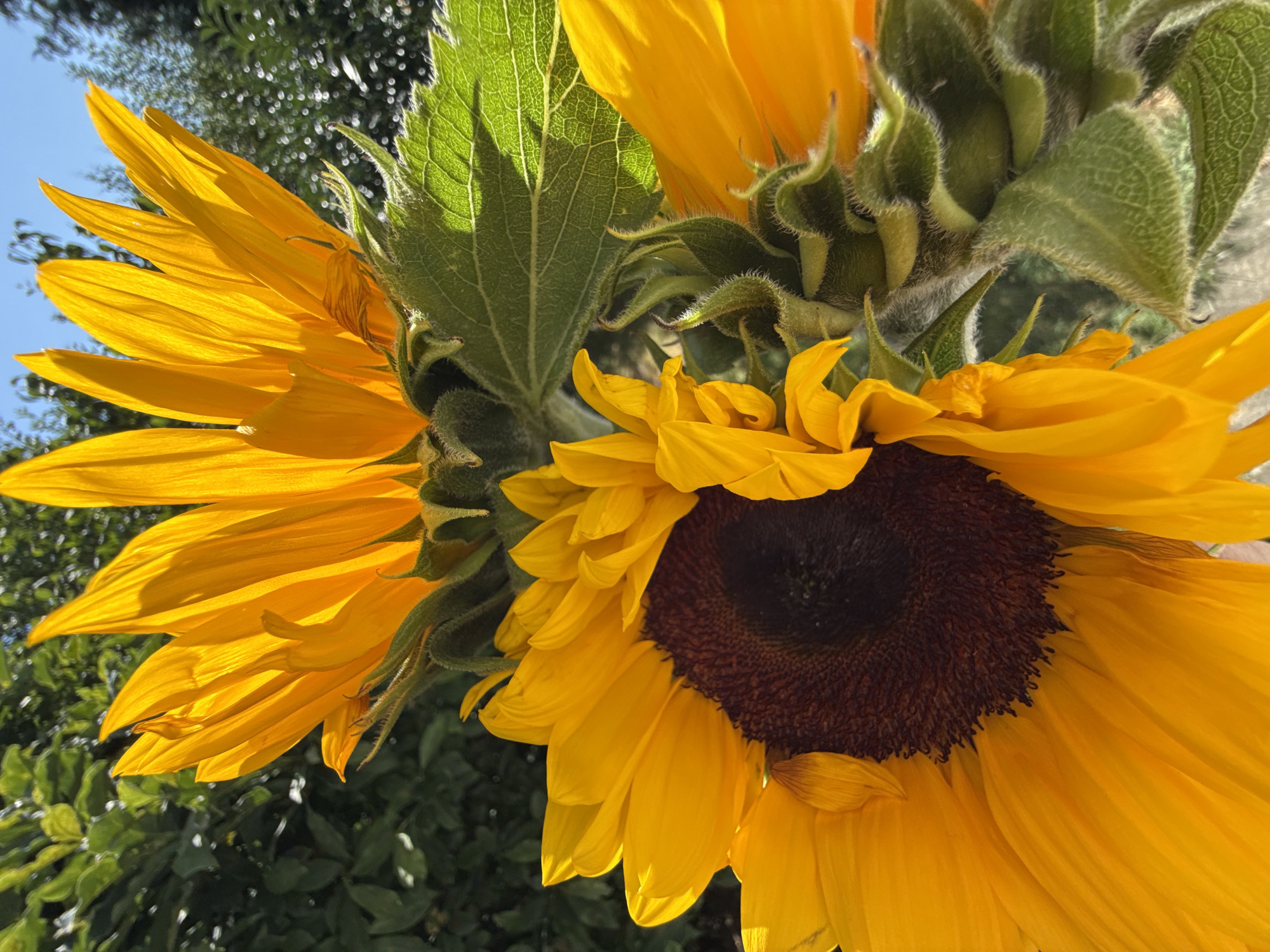 This is a close-up, low-angle outdoor photograph of two sunflowers. The foreground is dominated by the lower portion of a sunflower, with its dark brown center and vibrant yellow petals filling the left and bottom of the frame. To the upper right, another sunflower is partially visible, its yellow petals illuminated by the sun from behind, giving them a translucent quality. Lush green foliage and a clear blue sky are visible in the background. The image appears to have been taken in Bad Sachsa, Germany, likely in a garden or park setting, given the naturalistic arrangement of the sunflowers and surrounding vegetation.