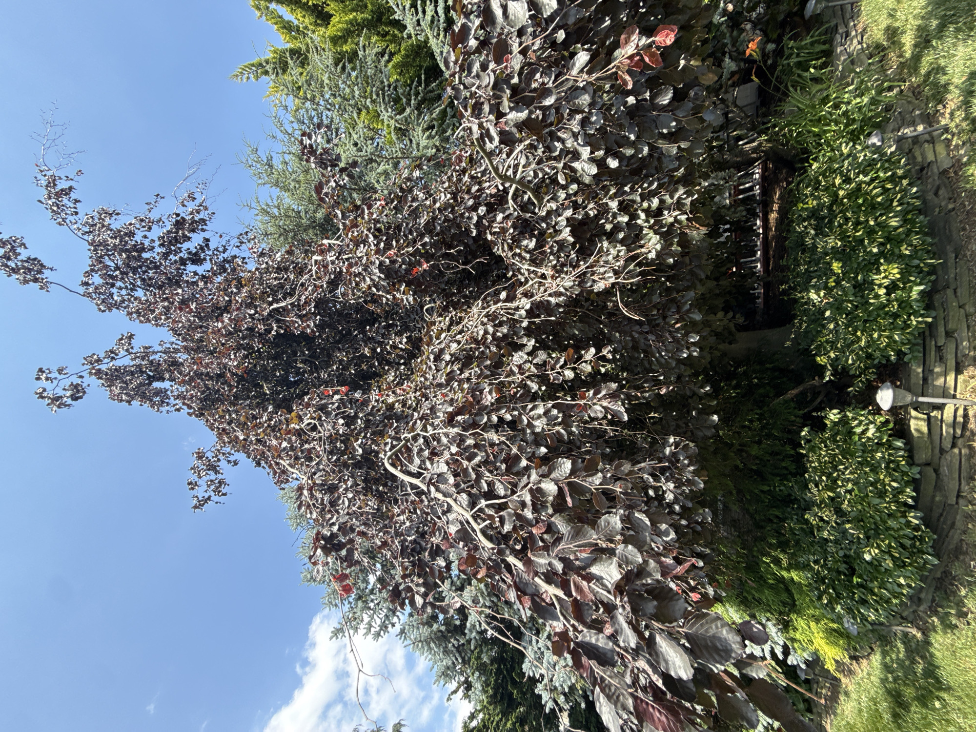 A weeping purple beech tree with dark purple leaves is the focal point of this outdoor image. The tree has a cascading habit, with branches drooping downwards, creating a dense canopy. Behind the beech tree, various other evergreen trees and shrubs are visible, including a blue spruce and other coniferous plants, their green foliage contrasting with the purple leaves of the beech. The scene is illuminated by bright sunlight, casting shadows on the ground. The background consists of a clear blue sky with a few white clouds. In the foreground, a low stone wall borders a garden bed with lush green bushes and some grasses. There are also a few garden lights visible in the lower portion of the image. The image appears to be taken on a sunny day in a residential garden.