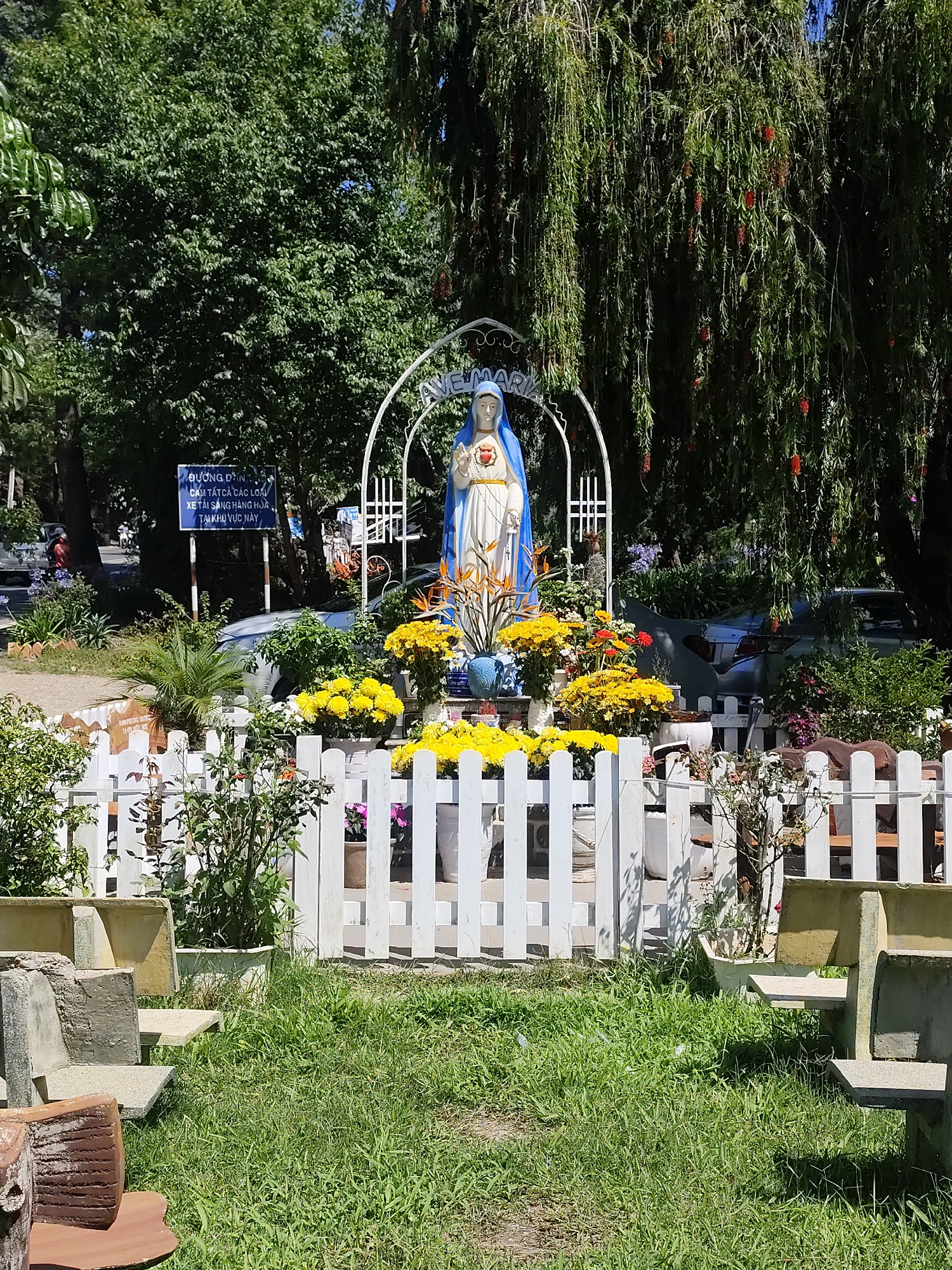 An outdoor scene captured in Lạc Dương, Vietnam, features a statue of the Virgin Mary as its central subject, set within a small, well-tended garden. The statue, depicting Mary in a blue cloak and white robe with a Sacred Heart on her chest, stands beneath a white archway inscribed with "AVE MARIA".
The garden surrounding the statue is enclosed by a white picket fence, within which numerous pots of bright yellow chrysanthemums and other colorful flowers like orange gerberas and purple blooms are arranged. Lush green foliage and various potted plants also fill the area. In the immediate foreground, outside the fence, several concrete benches are visible, positioned on green grass, suggesting a resting or contemplative space.
In the midground, behind the statue and garden, a road or pathway can be seen, with glimpses of parked cars (including a light-colored sedan) and a motorcycle with a rider in a red shirt. A prominent blue rectangular sign stands on the left side, bearing Vietnamese text. The text reads: "ĐƯỜNG DÂN CẤM TẤT CẢ CÁC LOẠI XE TẢI SÁNG HÀNG HÓA TẠI KHU VỰC NÀY", translating to "PEOPLE'S ROAD / PROHIBITED ALL TYPES OF LIGHT TRUCKS CARRYING GOODS IN THIS AREA."
The background is dominated by dense, vibrant green trees, with a distinctive weeping tree on the right exhibiting long, drooping branches adorned with red, brush-like flowers, possibly a Bottlebrush. The clear lighting and visible shadows indicate a sunny daytime setting, contributing to a serene and peaceful atmosphere.