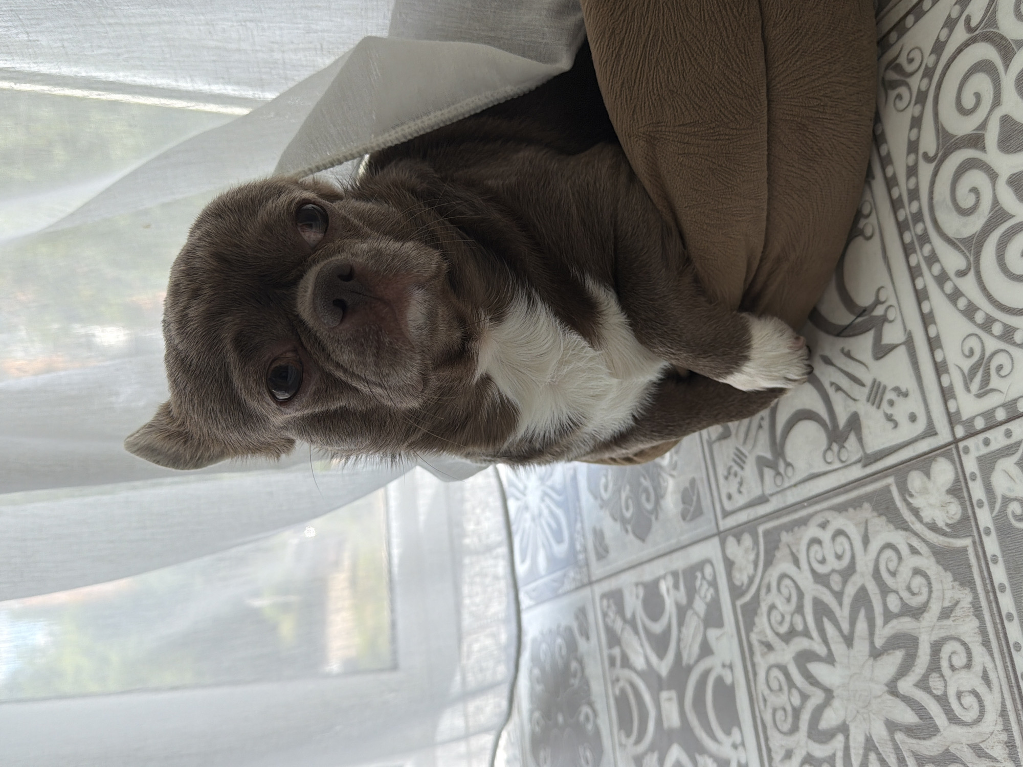 This vertically oriented image captures a charming indoor scene featuring a small, short-haired dog. The dog, likely a Chihuahua or similar small breed, has rich dark brown fur with distinct white markings on its chest and front paws. It is nestled within a soft, brown, textured pet bed or cushion, with its head slightly tilted and resting. The dog gazes directly into the camera with large, dark, reflective eyes, conveying a calm and curious expression.
A sheer, light-colored curtain or fabric partially conceals the dog and drapes over its bed, suggesting it's positioned by a window. Through the translucent curtain, a brightly lit, indistinct outdoor scene is visible, indicating it is daytime. To the right of the dog and extending into the foreground, a decorative tiled floor is present. These tiles display an intricate pattern of grey and white, featuring swirling motifs and geometric designs. One of the dog's white-tipped paws gently touches the edge of the patterned tile.
The lighting is soft and diffused, emanating from the window, highlighting the texture of the dog's fur and the soft fabric of its bed. The overall mood is peaceful and intimate. No visible text is present in the image. This domestic snapshot is set in Votkinsk, Russia.