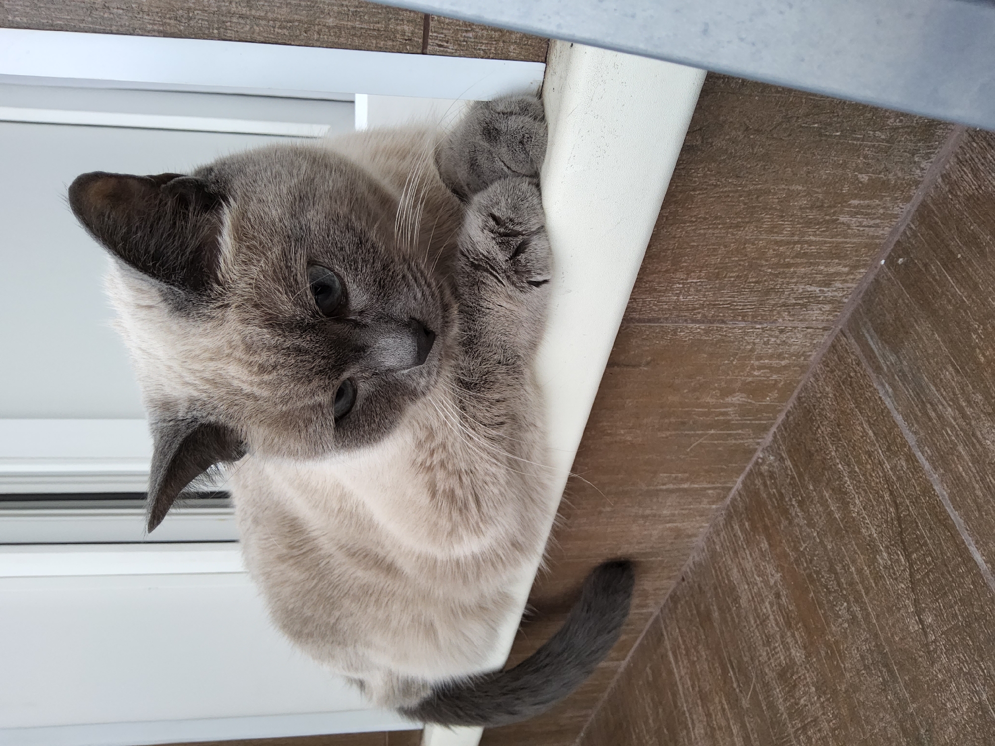 This is a close-up, high-angle, eye-level shot of a Siamese cat resting its front paws on a white ledge. The cat has a light cream-colored body with darker points on its ears and face, and its eyes are a striking blue. Its tail is a dark grey. The cat appears relaxed and is looking down with a slightly curious expression.
The background consists of a textured, dark brown surface, possibly wood or tile, that suggests an indoor setting. Above the cat and the ledge, a sliver of what appears to be a wooden plank or shelf is visible. The lighting suggests it could be daytime, with natural light coming from the left, illuminating the cat's fur. The environment appears to be a comfortable and calm spot for the cat to lounge. No text is visible in the image. The location context provided is Krasnoyarsk, Russia.