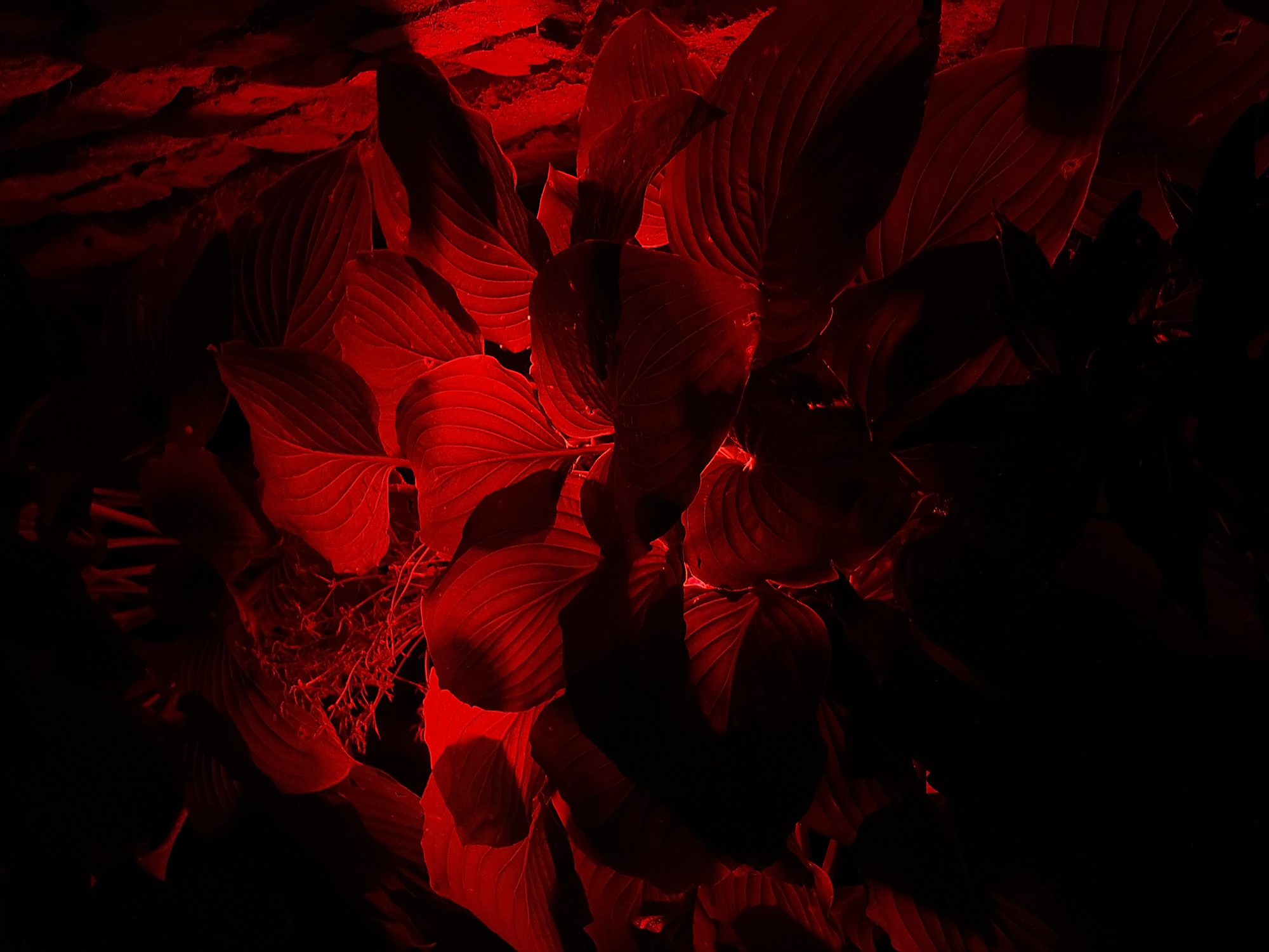 The image displays a cluster of broad, veined leaves illuminated by a stark red light, creating deep shadows and a dramatic, almost eerie atmosphere. The foliage appears dense and slightly overgrown, with some finer, wispy elements intermingled with the larger leaves, suggesting a natural or garden setting. The texture of the leaves is emphasized by the lighting, highlighting their ribbed surfaces. The background is almost entirely consumed by darkness, with hints of a rough, possibly bark-like texture on the right side, further contributing to the shadowy, obscured feel of the scene. The overall impression is one of organic forms dramatically rendered in intense color against a backdrop of pure black. There are no people or specific objects that would place this image in Chermen, Russia.