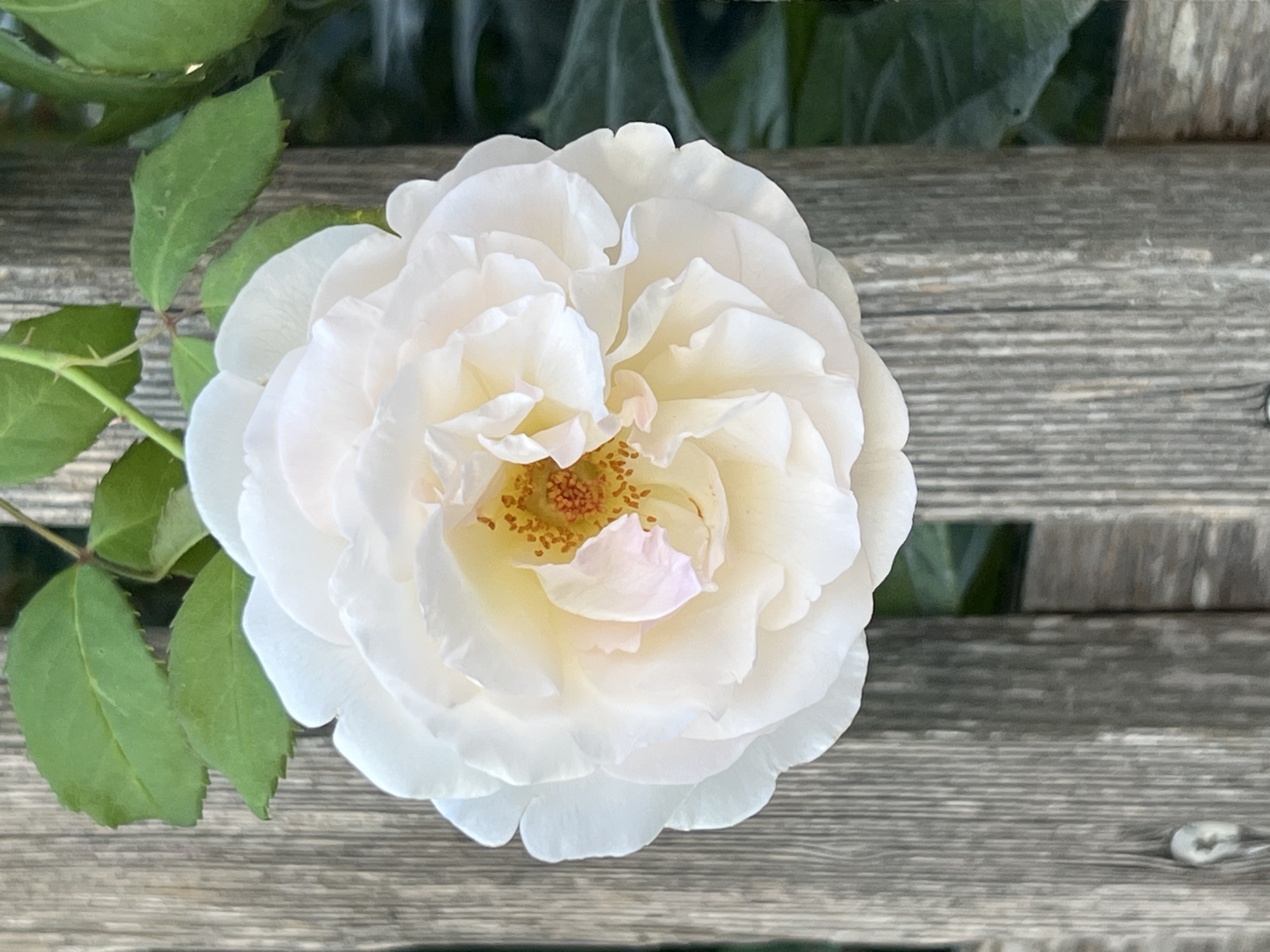A close-up, top-down view showcases a delicate, pale pink and white rose in full bloom. The rose's petals are layered and softly curled, with a vibrant yellow and orange center filled with stamens. The flower is positioned centrally in the frame, partially obscuring a weathered wooden fence made of vertical planks. Green rose leaves are visible at the top of the image, suggesting the flower is part of a garden. The background consists of blurred green foliage. The scene appears to be outdoors, in a garden setting. No people are present in the image.