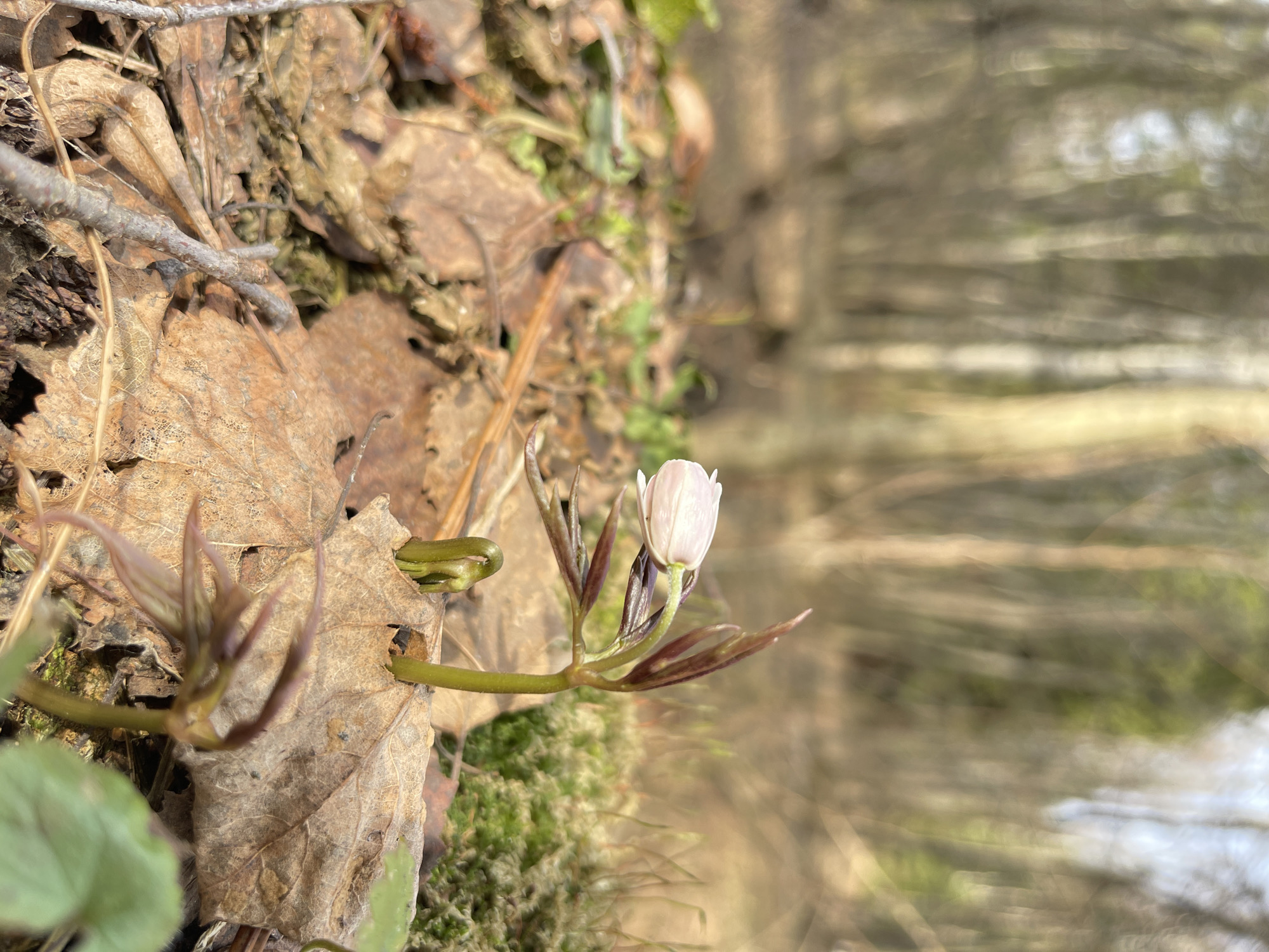 The image shows a small, white flower in bud among fallen leaves and moss in a forest setting. The background suggests a blurred view of trees, possibly along a path. The location is Zhigalki, Russia.