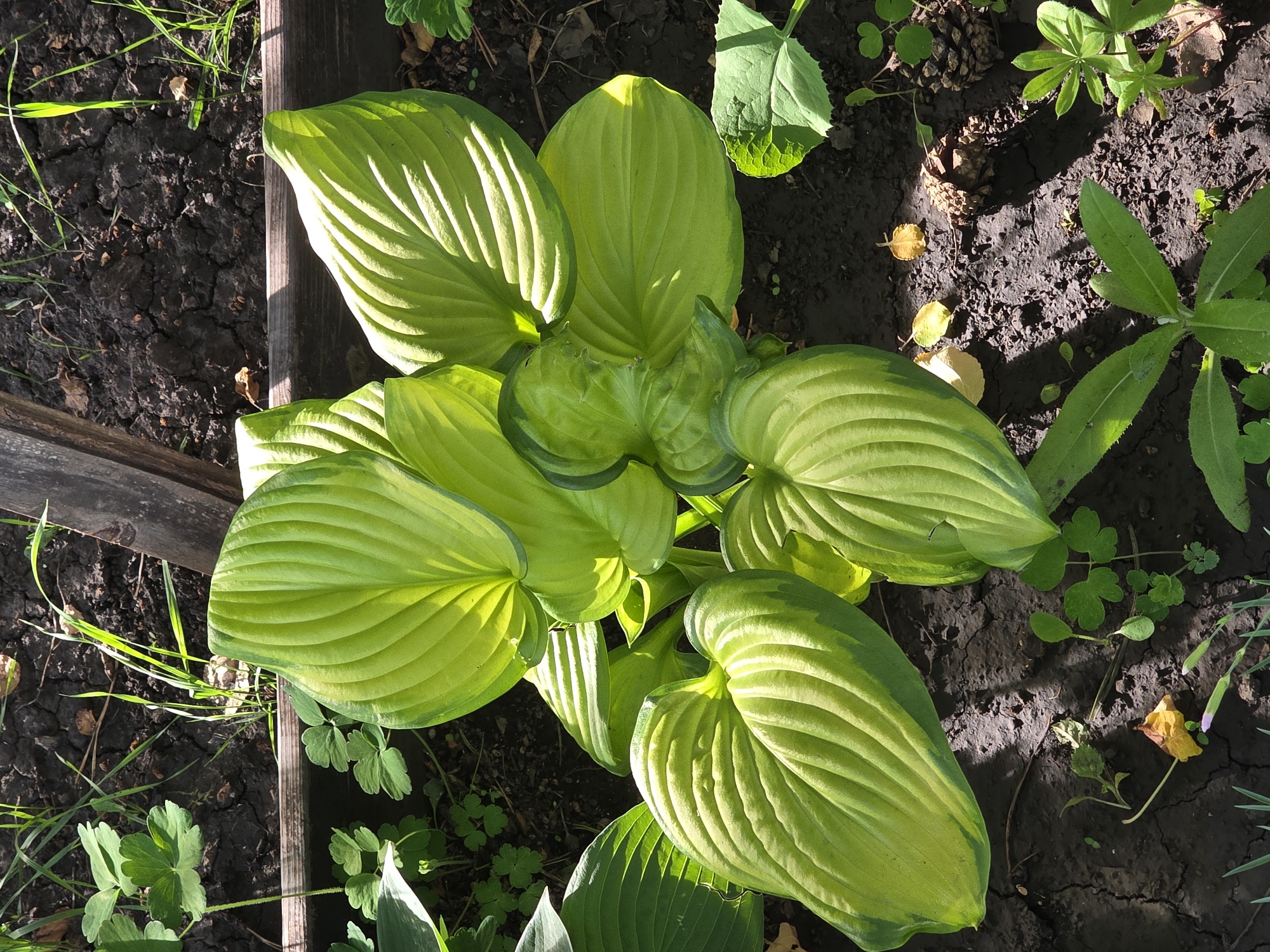 A close-up, overhead view captures a clump of vibrant green hosta plants in a garden bed. The hosta leaves are large, with prominent veins and a slightly variegated yellow-green hue, indicating they are healthy and receiving ample sunlight. The soil surrounding the plants is dark, moist, and appears to be mulched with small pieces of wood and scattered dry leaves and pinecones. Some sparse green grass and smaller, clover-like plants are visible growing amongst the hostas and in the background. A weathered wooden border runs along the top and left edges of the frame, suggesting the garden bed is contained. The lighting suggests it is daytime, with strong sunlight casting shadows. The image appears to be taken outdoors in a natural setting, likely a residential garden. The location in Petrushenko, Russia, implies a temperate climate suitable for hosta cultivation. No people or specific actions are depicted.