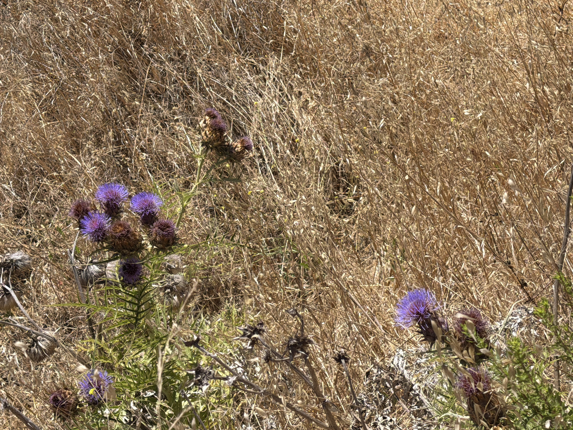 In Aliso Viejo, California, this image captures a close-up view of wild thistles with vibrant purple flowers and spiky seed heads scattered amongst dry, golden grass. The dry grass dominates the frame, suggesting a Mediterranean climate common to the region. Some green foliage from the thistles provides a contrast to the arid surroundings. The image appears to be taken outdoors during daylight.