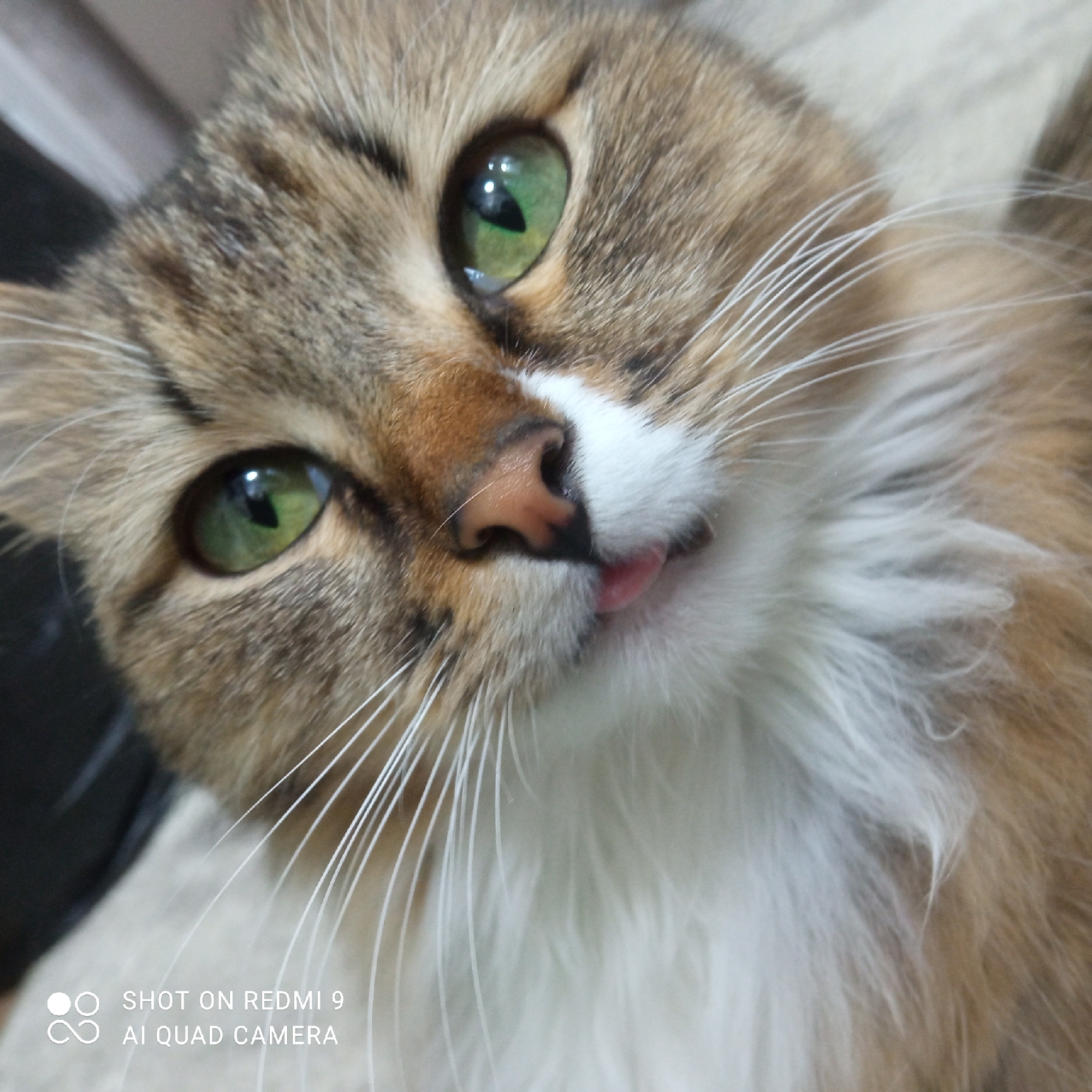 A close-up photograph captures a cat with green eyes, brown and white fur, and a pink tongue slightly protruding. The cat's nose is pink. The background is blurry, with dark areas and white or light areas possibly of fur. A watermark "SHOT ON REDMI 9 AI QUAD CAMERA" is visible in the lower left corner. The photograph was most likely taken in an indoor setting, but there are no indications that it was taken in Chaikovsky, Russia.