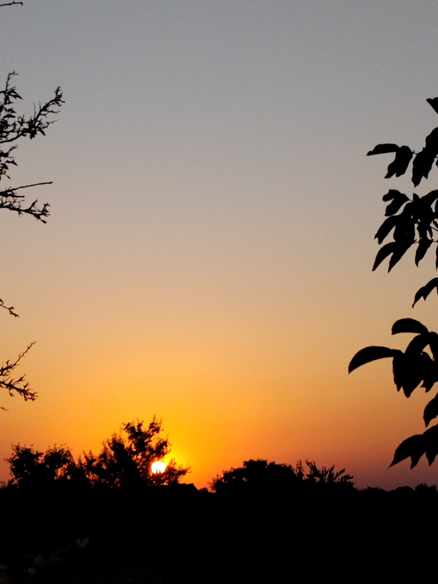 The image captures a sunset over the rural landscape of Ustyvytsia, Ukraine. The sky transitions from a pale gray at the top to a vibrant orange near the horizon, indicating the sun is setting. Silhouetted against this colorful sky are the dark shapes of trees and foliage. On the left and right sides of the frame, the bare branches and leaves of trees frame the scene, adding a sense of depth. The sun itself is partially obscured by the dense foliage of trees along the horizon, its bright glow peeking through the branches, creating a dramatic silhouette of the trees. The lower portion of the image is entirely consumed by the dark silhouettes of a dense line of trees and possibly some low structures or uneven terrain. There are no people or animals visible in the image. The overall impression is a serene and natural twilight scene.