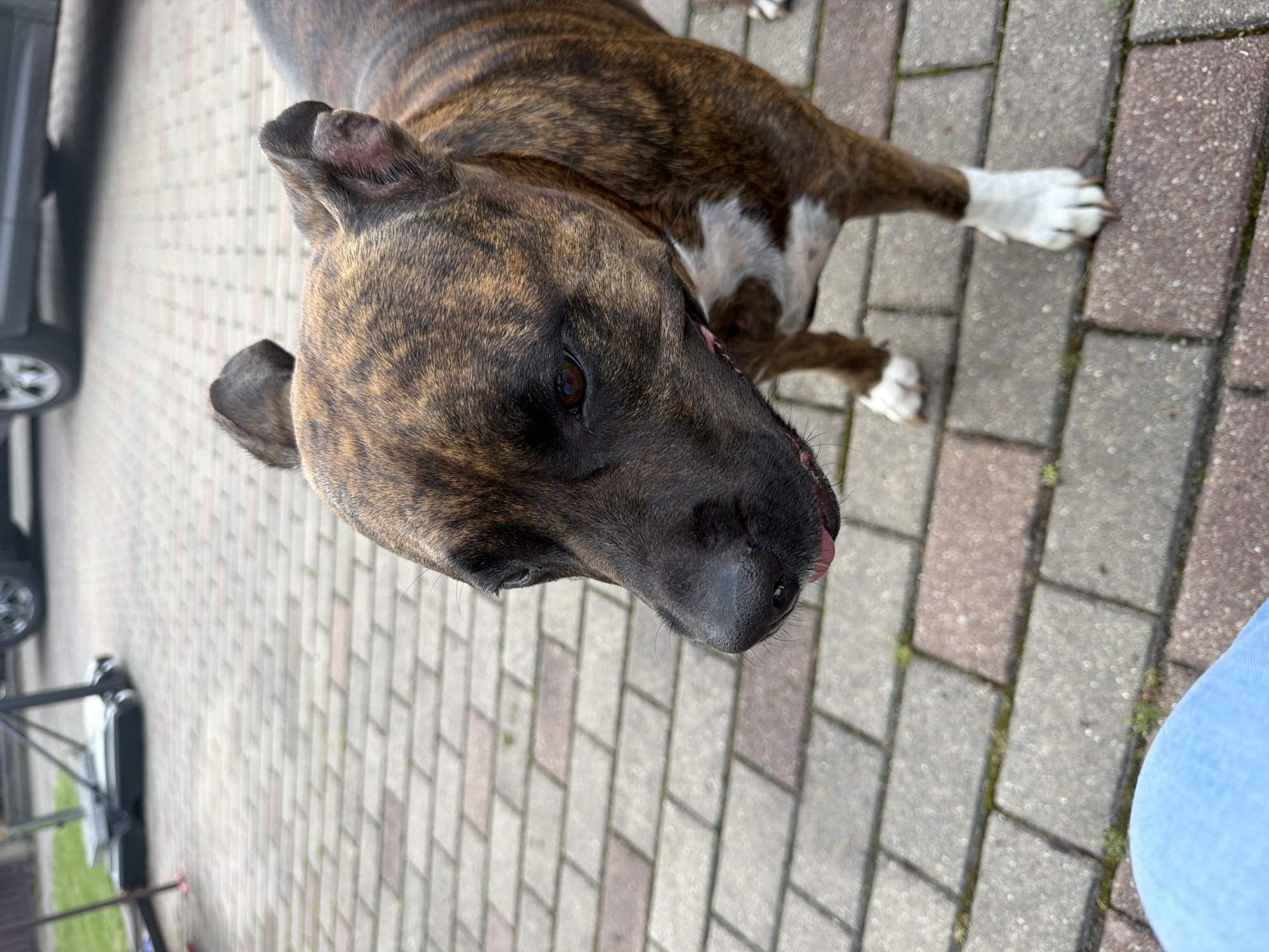 The image shows a brindle-colored dog, possibly a Staffordshire Bull Terrier or a similar breed, standing on a paved patio. The dog is facing left in profile, with its head tilted slightly downwards. Its fur is a mix of dark brown, black, and lighter brown stripes, with some white markings on its chest and paws. The dog's tongue is slightly visible, and it appears to be panting.
In the background, there is a hint of a driveway with a car, and to the left, a basketball hoop system and some green grass. The patio is made of interlocking pavers in varying shades of gray and red. The overall environment suggests an outdoor residential setting.
The image was geotagged to Baloži, Latvia.