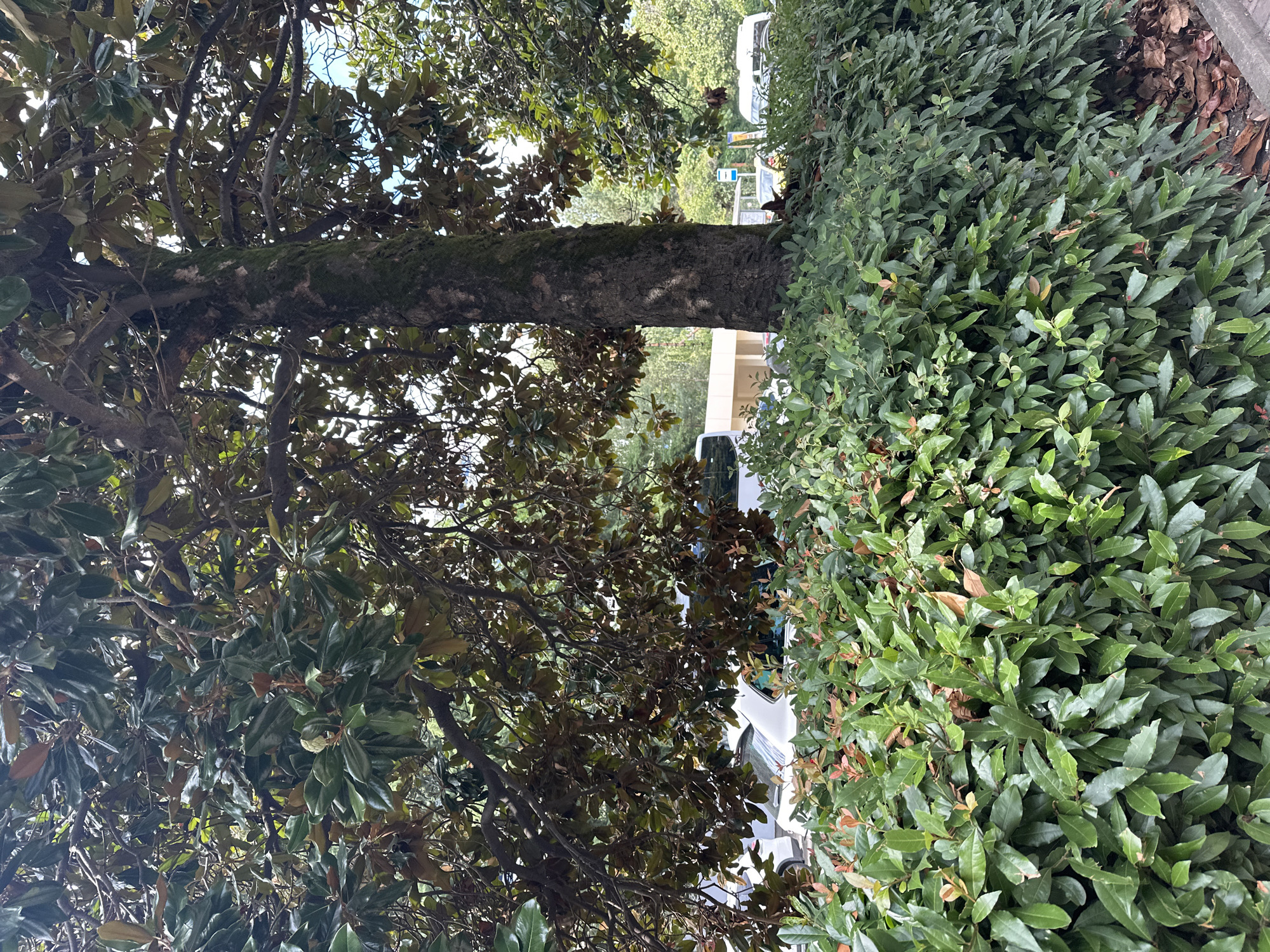 The image captures a lush green hedge in the foreground, with a large tree with dark bark and moss growing on it dominating the center and right side of the frame. The tree's branches spread out, casting shadows and partially obscuring the background. Beyond the hedge and tree, parked cars and a building are visible, suggesting an urban or suburban setting. The lighting indicates it is daytime. The scene does not provide any specific visual cues to pinpoint the location to Sochi, Russia, or any particular city.