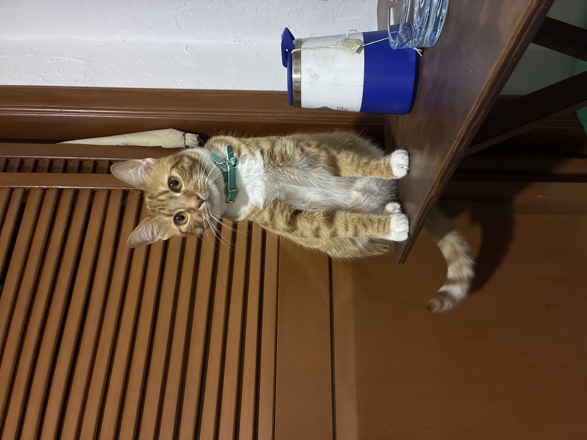 An orange tabby cat with a blue collar lies on a dark wooden shelf, positioned to the right of a slatted brown cabinet. A blue and white container sits on the shelf near the cat. Above the cabinet is a white wall. The cat is looking at the camera. The cat's tail is draped over the side of the shelf. The location appears to be indoors and cannot be determined to be located in Mexico City.