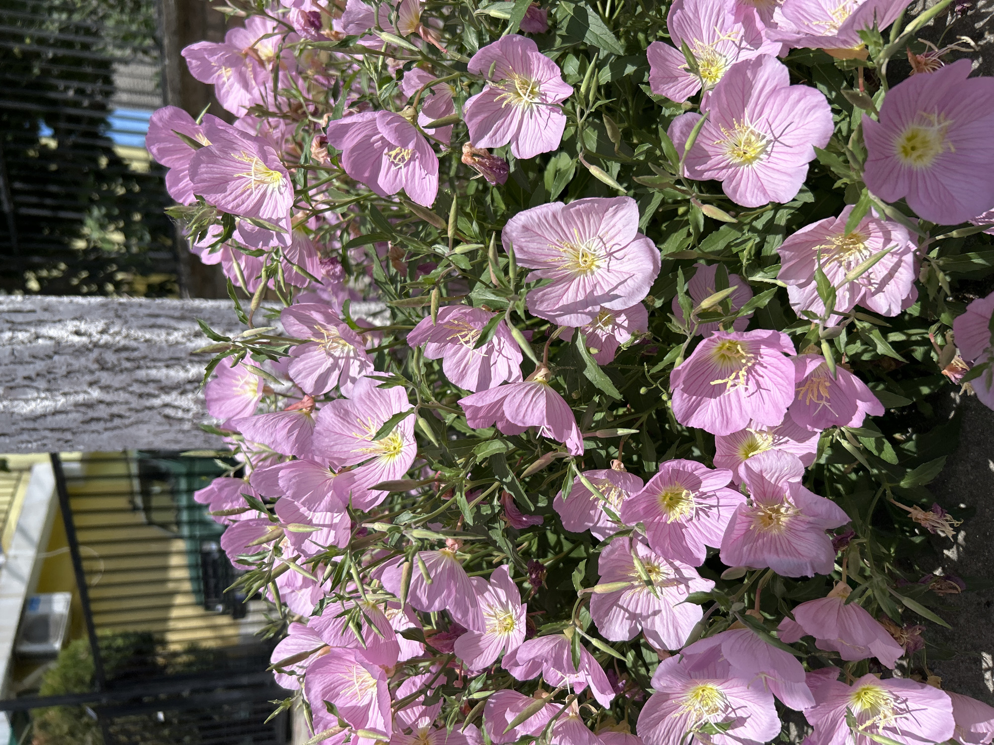 The image shows a close-up view of a cluster of pink evening primrose flowers in bloom. The flowers have delicate, crinkled petals with a bright yellow center and thin, white stamens. They are surrounded by lush green foliage and thin, dark stems. Some of the flowers are fully open, while others are still in bud. The lighting suggests it is a sunny day, with shadows cast on the flowers and foliage.
In the background, slightly out of focus, are elements that suggest an outdoor setting. To the left, there is a hint of a fence and a building with yellow siding, possibly a house. There is also a glimpse of a green tree and some dark railing. The overall impression is of a garden or yard in a residential area.
No people are visible in the image, and no specific activity or event is taking place beyond the natural blooming of the flowers. The mood conveyed is one of natural beauty and tranquility. There is no visible text in the image. The provided location context indicates this scene is in Aheloy, Bulgaria.